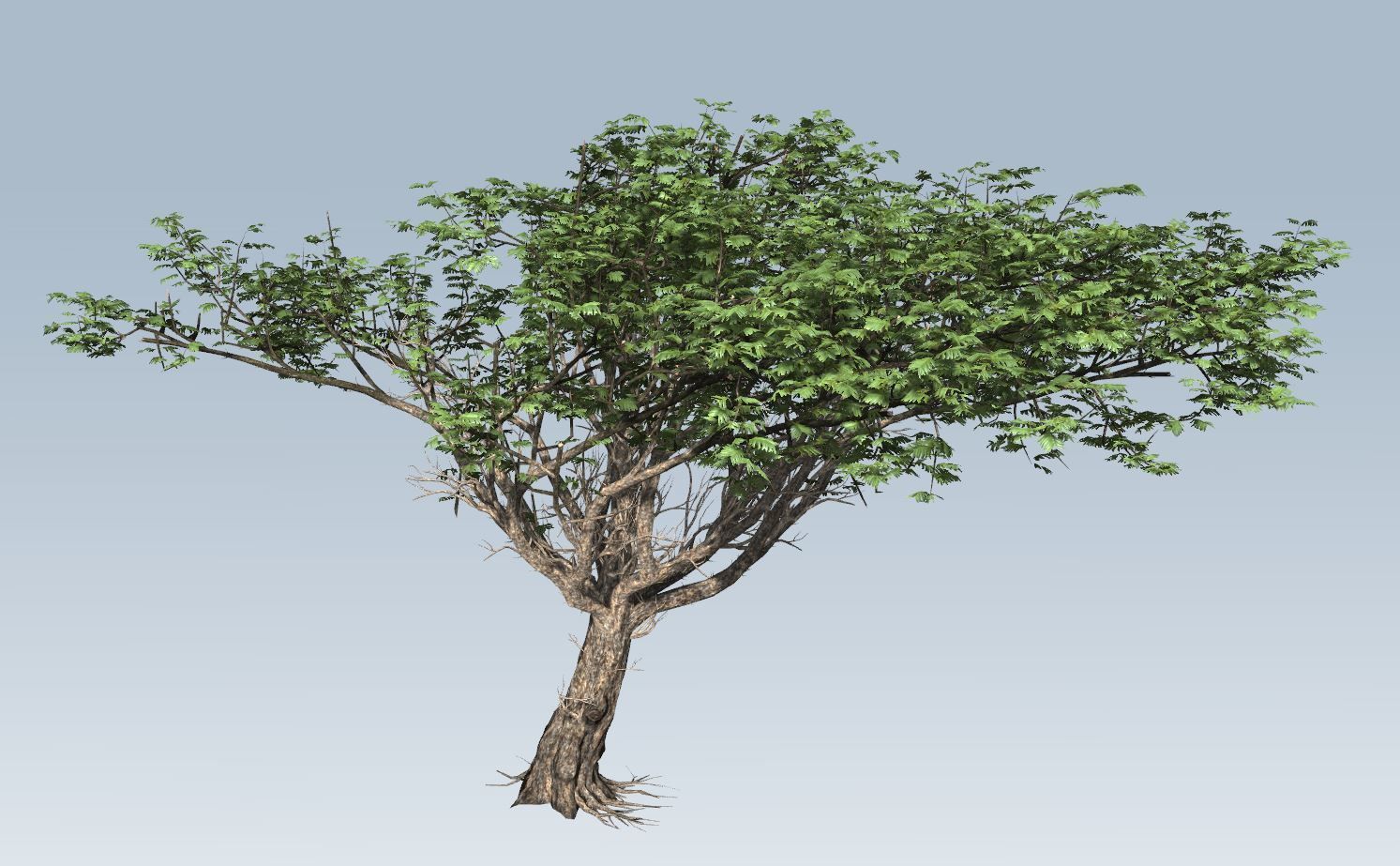 Acacia tree set 3D model_56