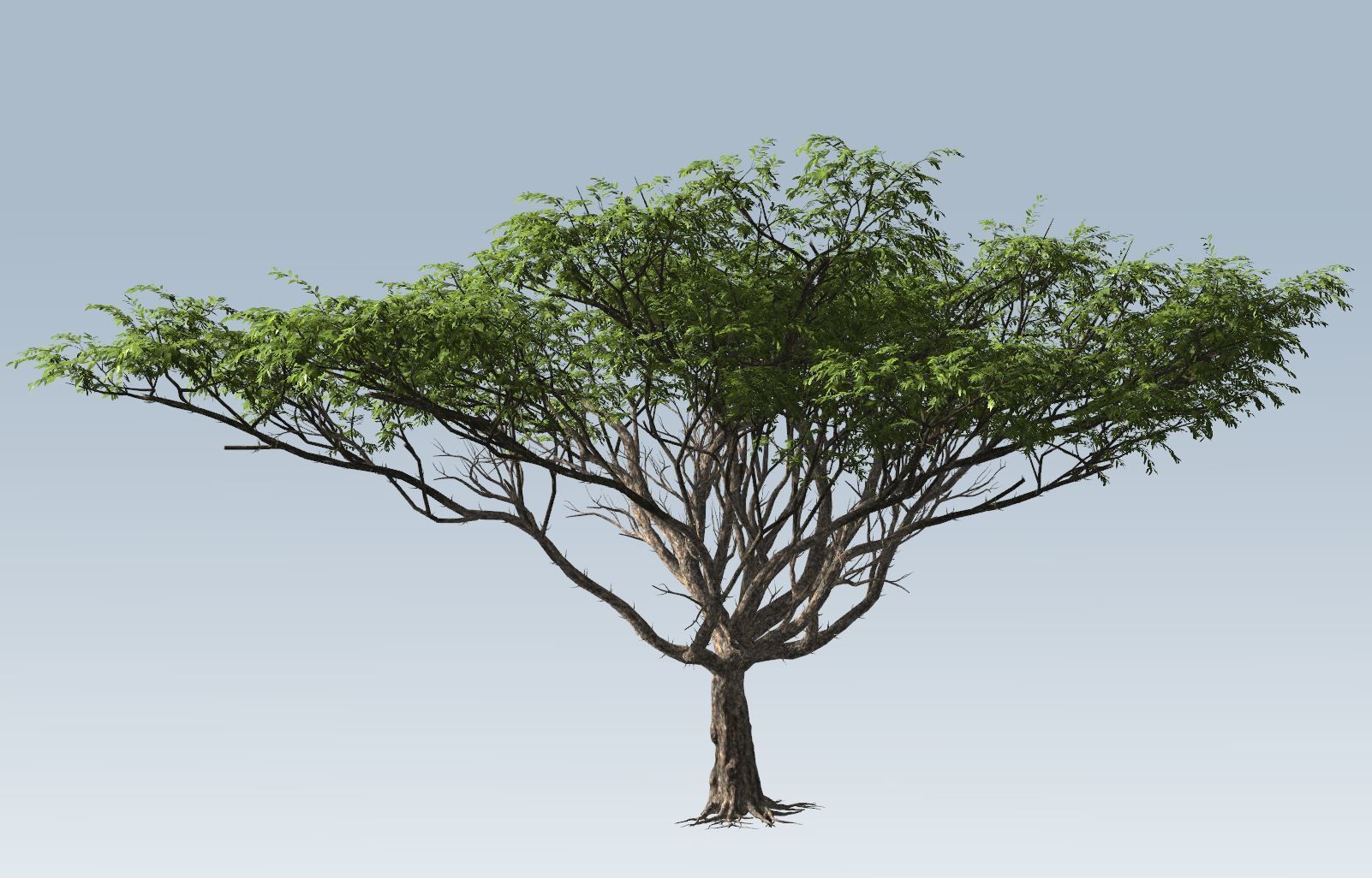 Acacia tree set 3D model_27