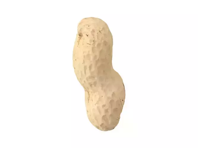 Photorealistic Peanut 3D Scan