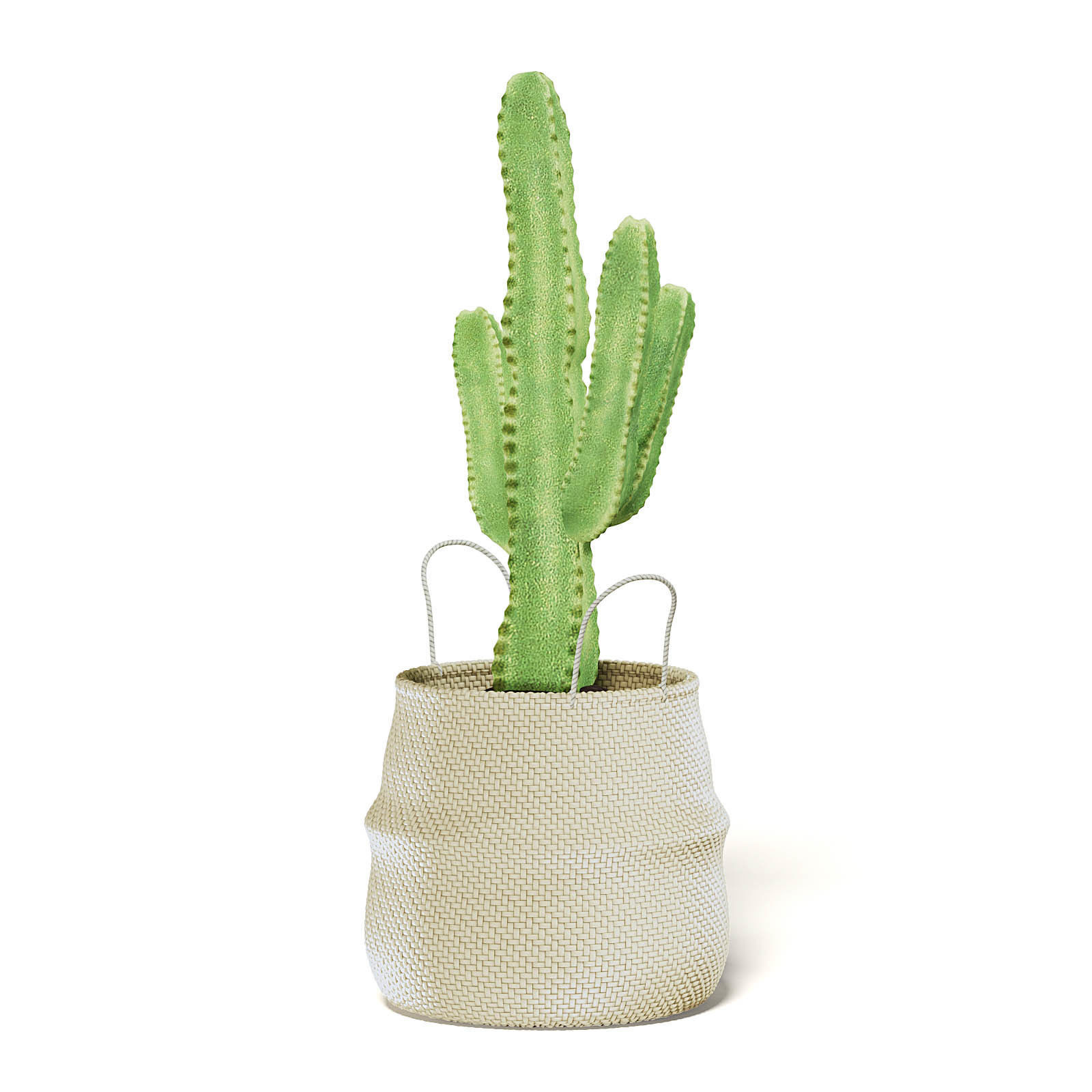 Cactus in Wicker Basket 3D Model 3D model_7