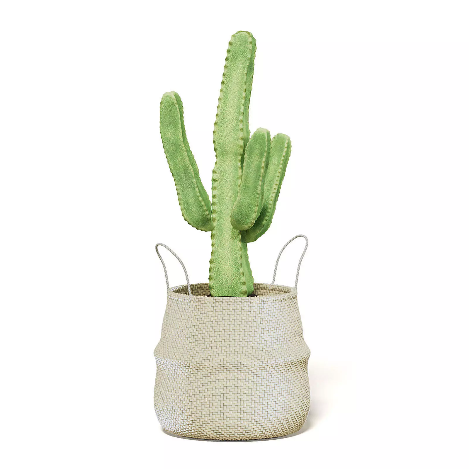 Cactus in Wicker Basket 3D Model 3D model_0
