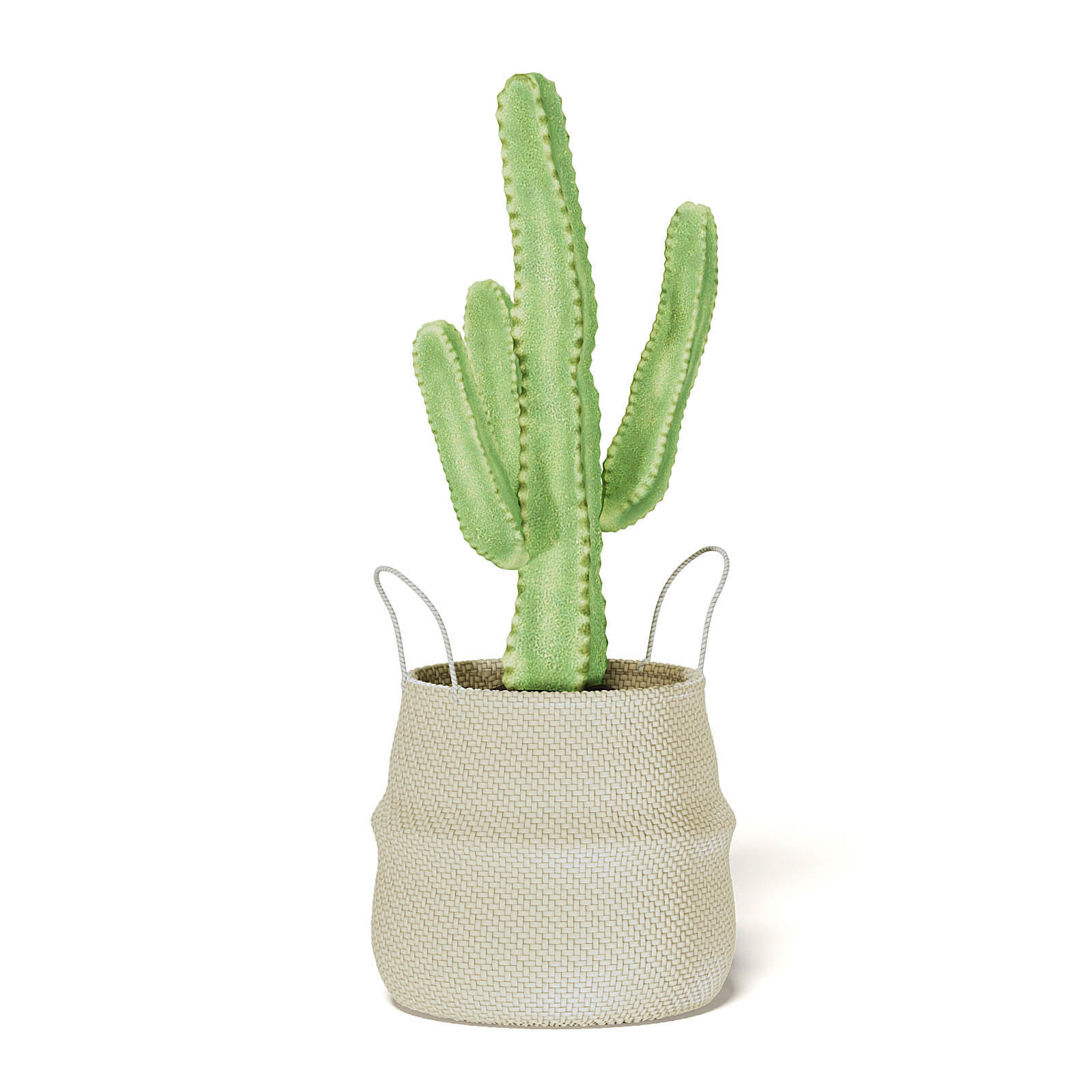 Cactus in Wicker Basket 3D Model 3D model_5