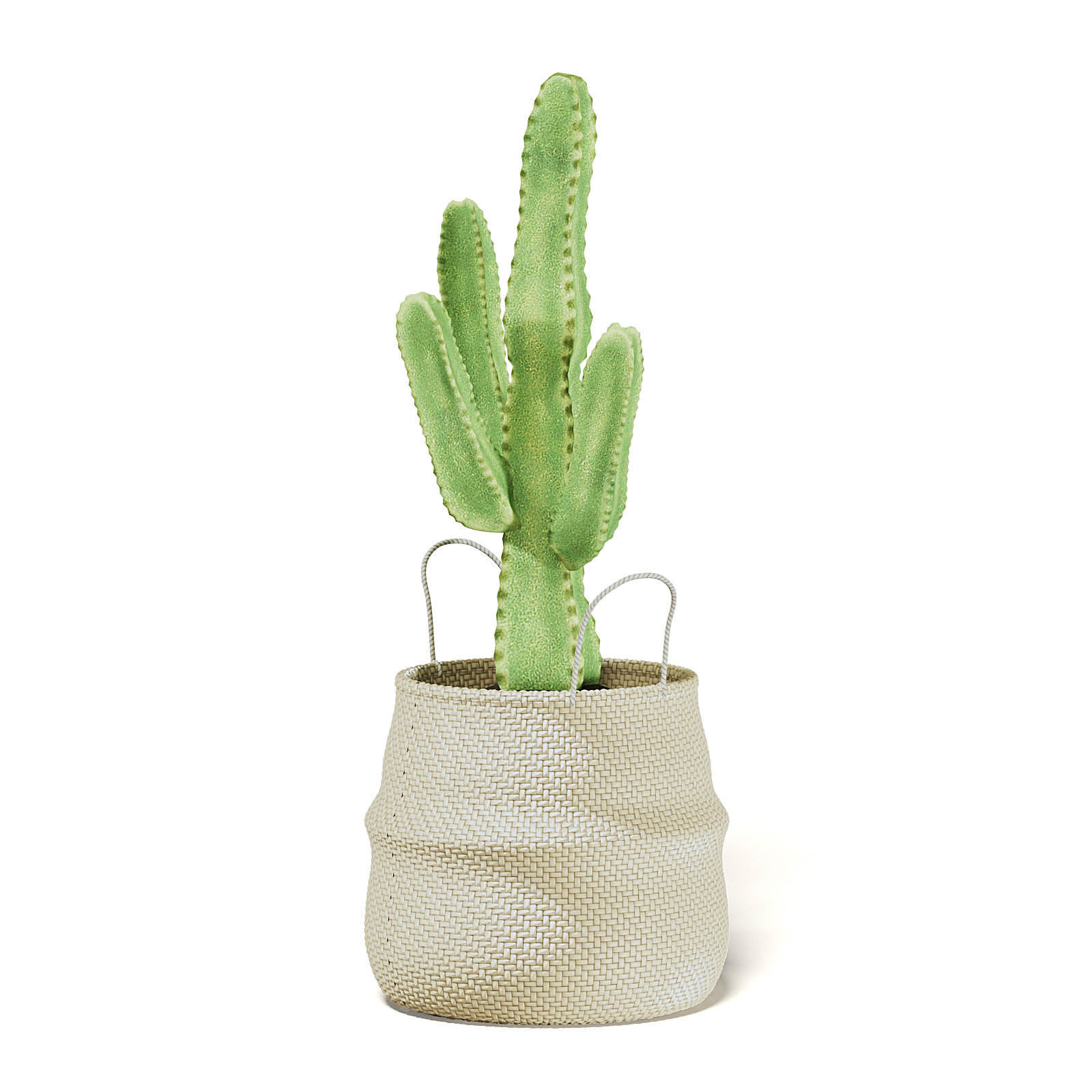 Cactus in Wicker Basket 3D Model 3D model_3