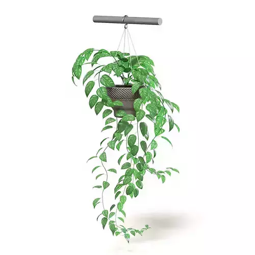 Hanging Plant 3D Model 3D model