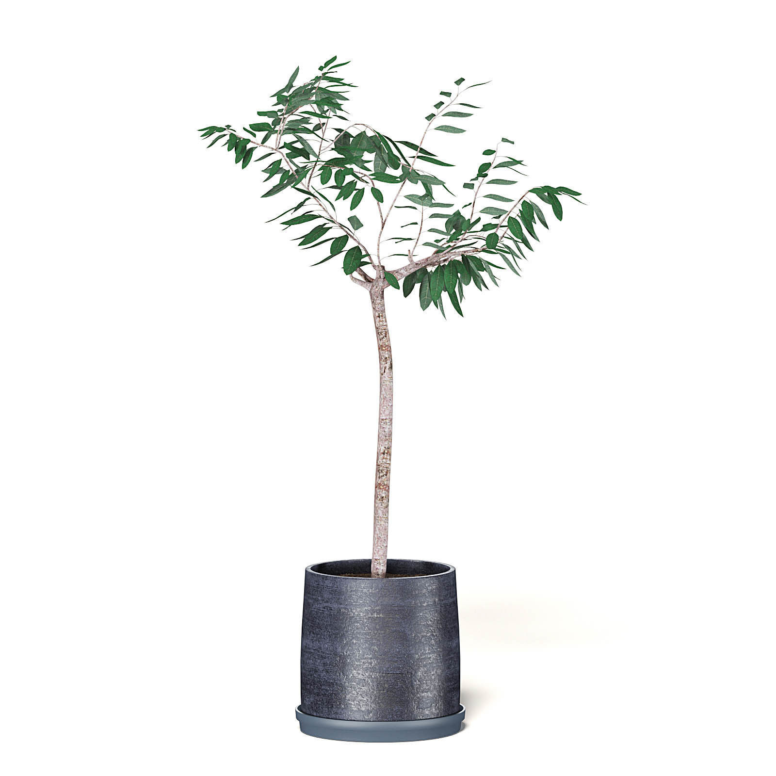 Small Tree 3D Model in Black Pot 3D model_5