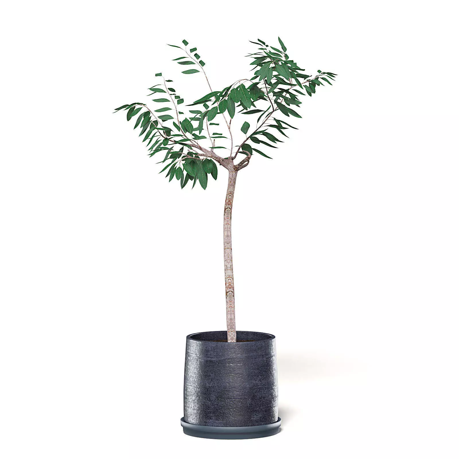 Small Tree 3D Model in Black Pot 3D model_0