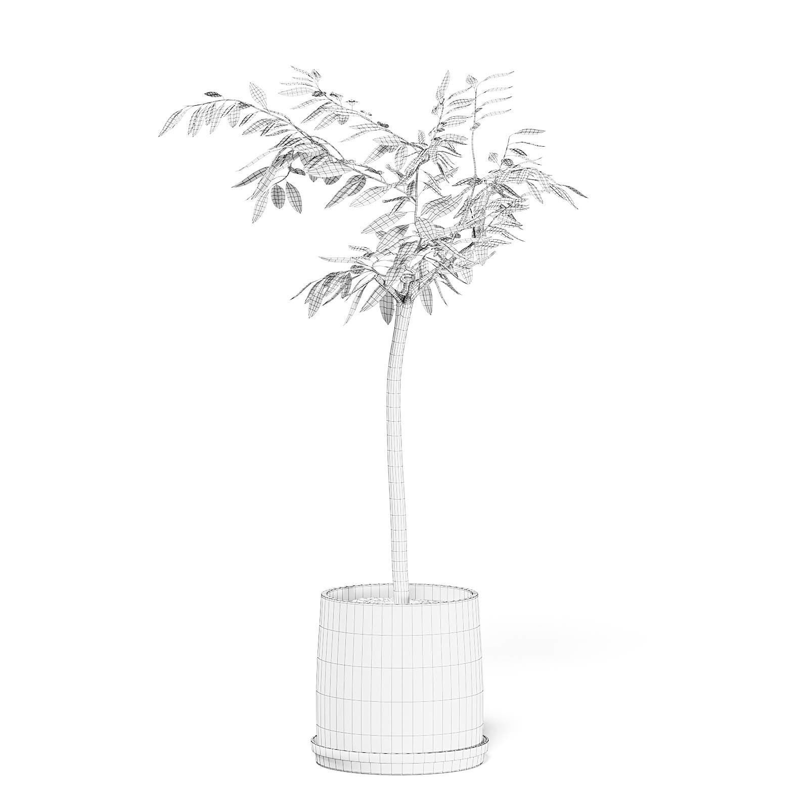 Small Tree 3D Model in Black Pot 3D model_2