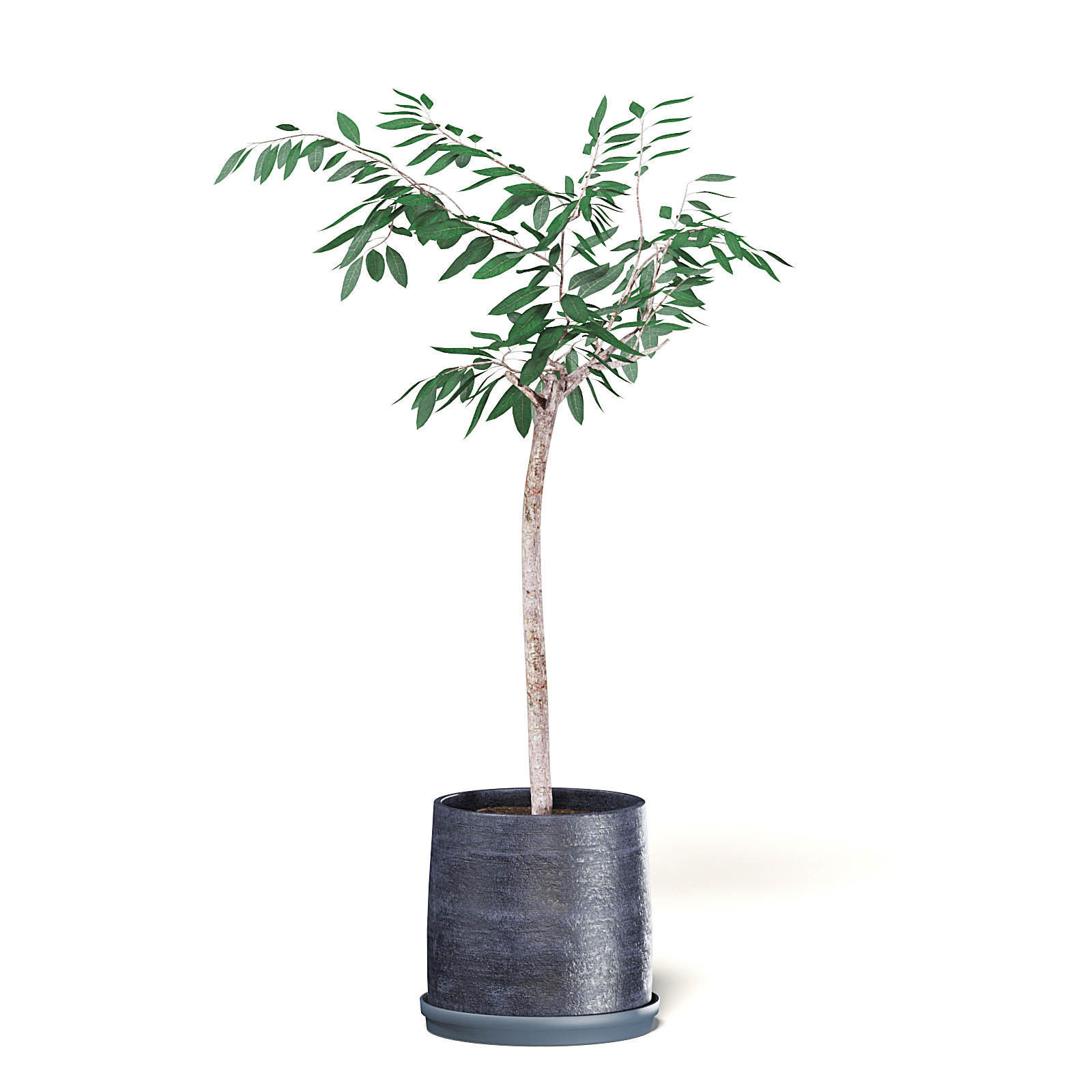 Small Tree 3D Model in Black Pot 3D model_3
