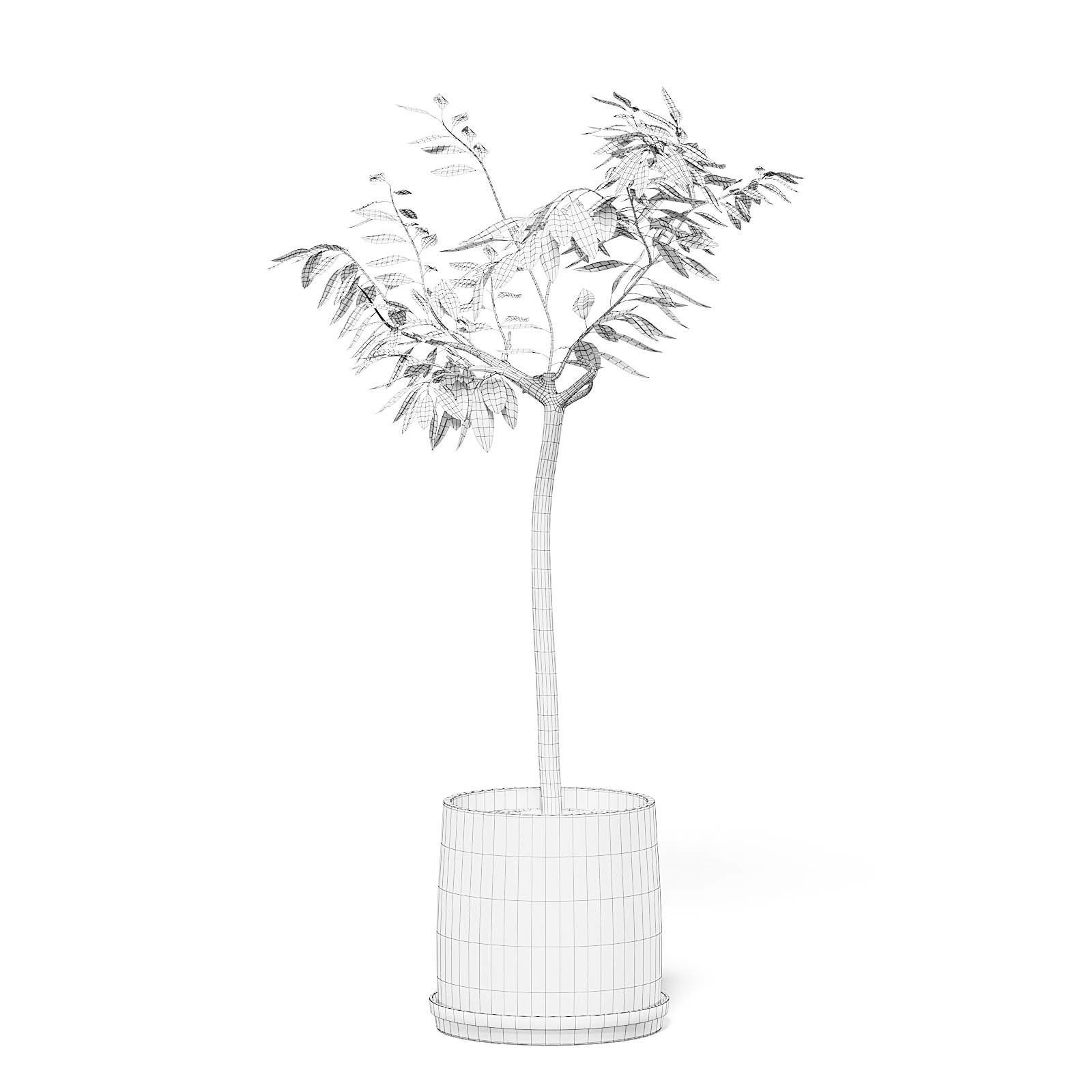 Small Tree 3D Model in Black Pot 3D model_1