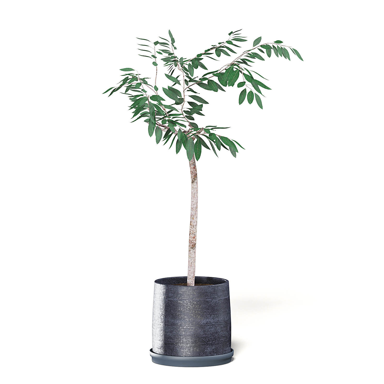 Small Tree 3D Model in Black Pot 3D model_7