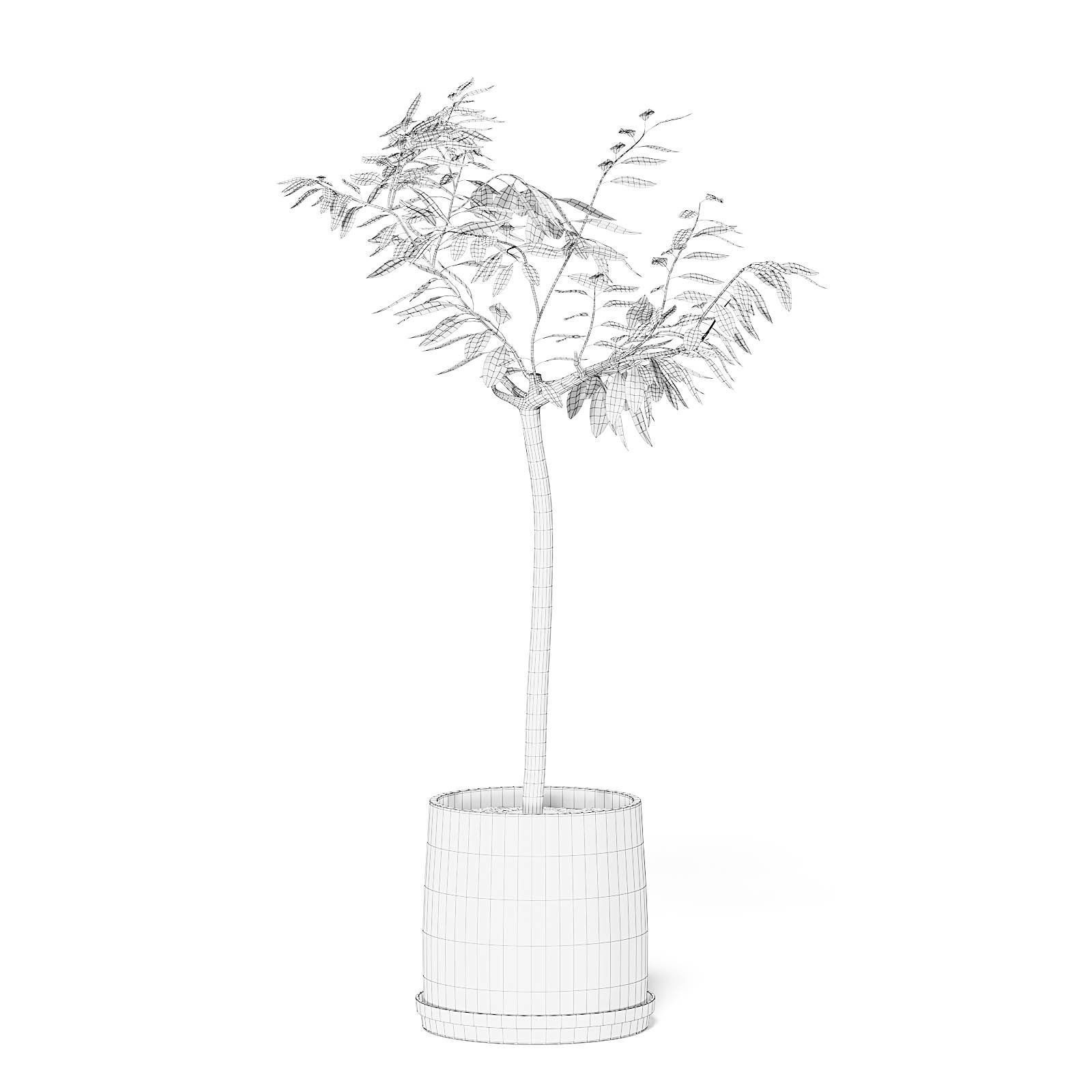 Small Tree 3D Model in Black Pot 3D model_4