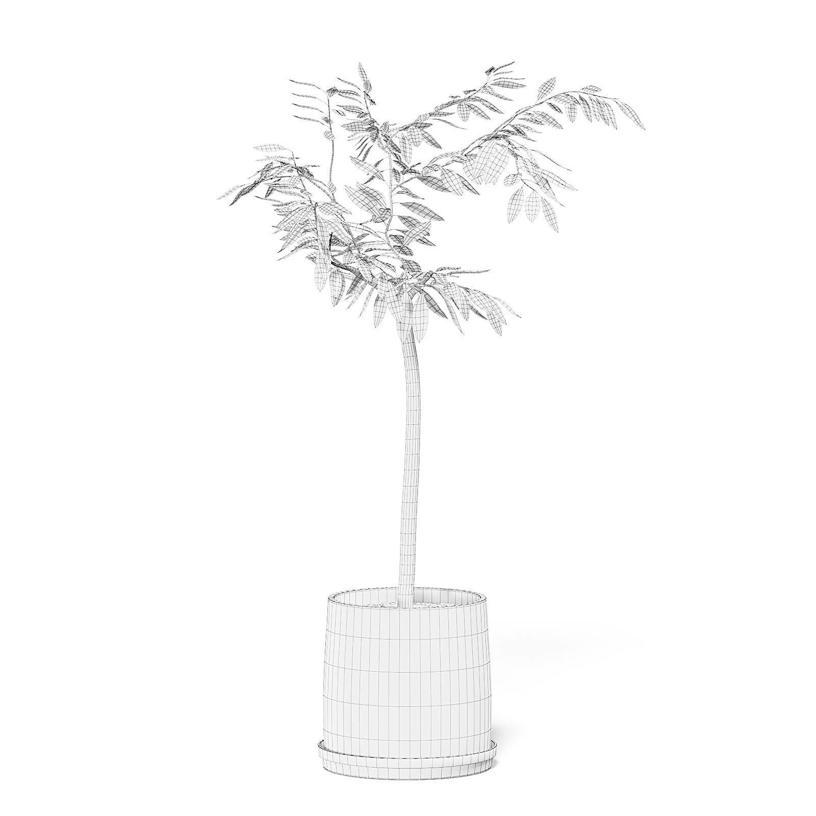 Small Tree 3D Model in Black Pot 3D model_6
