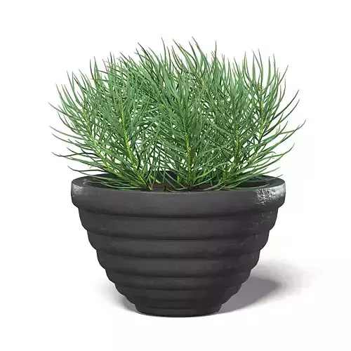Plant in Black Pot 3D Model