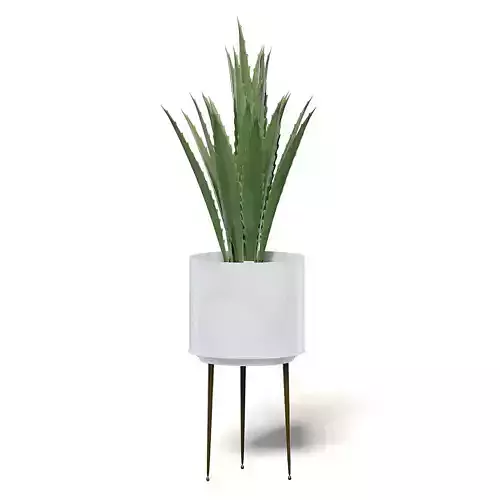 Aloe in White Pot 3D Model