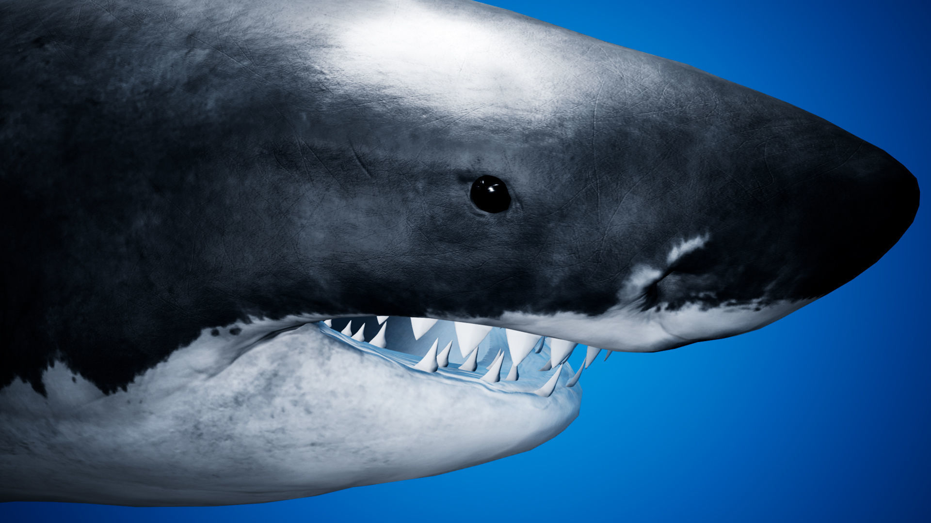 Great White Shark UE4 Low-poly 3D model_3