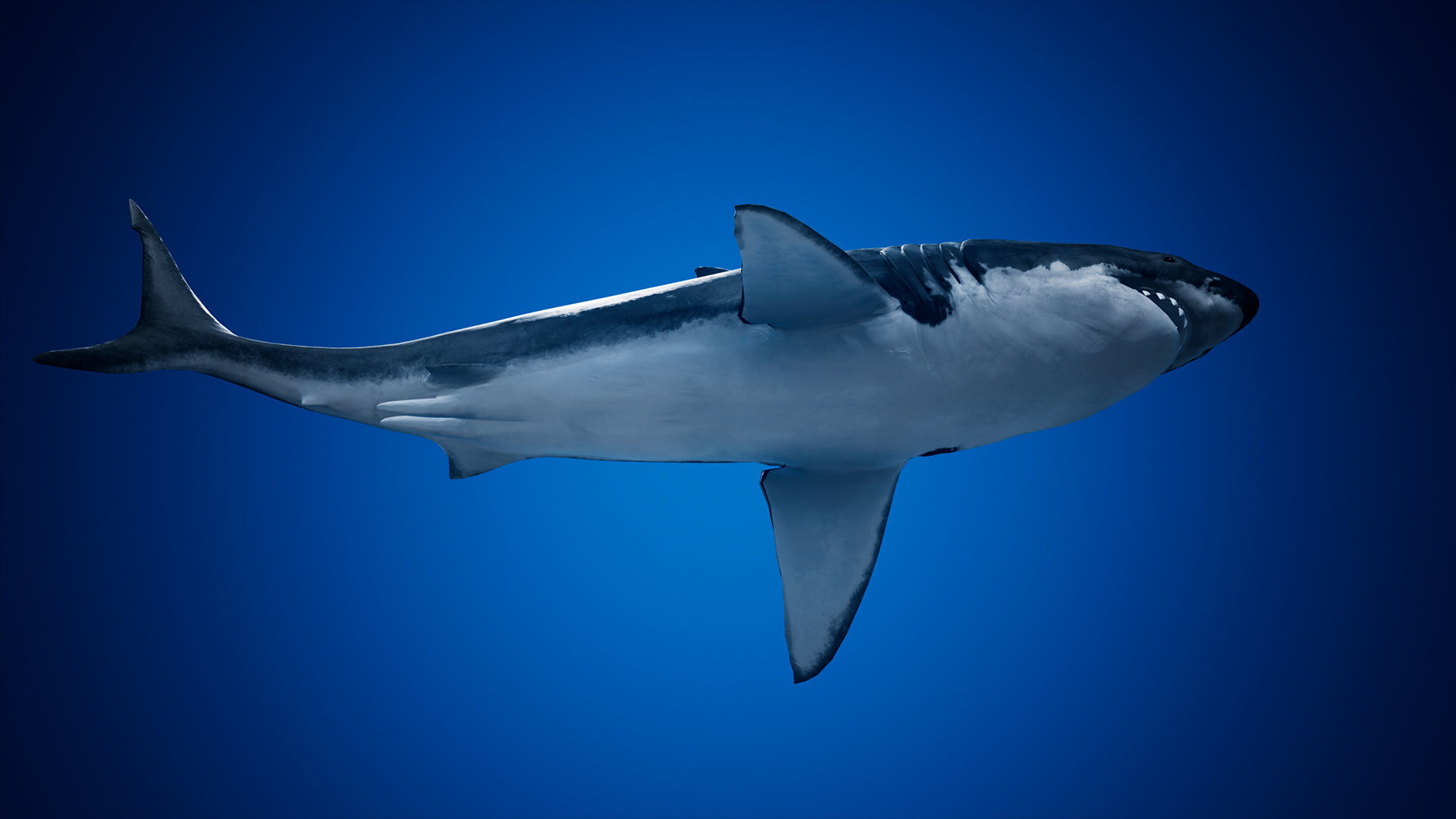 Great White Shark UE4 Low-poly 3D model_4