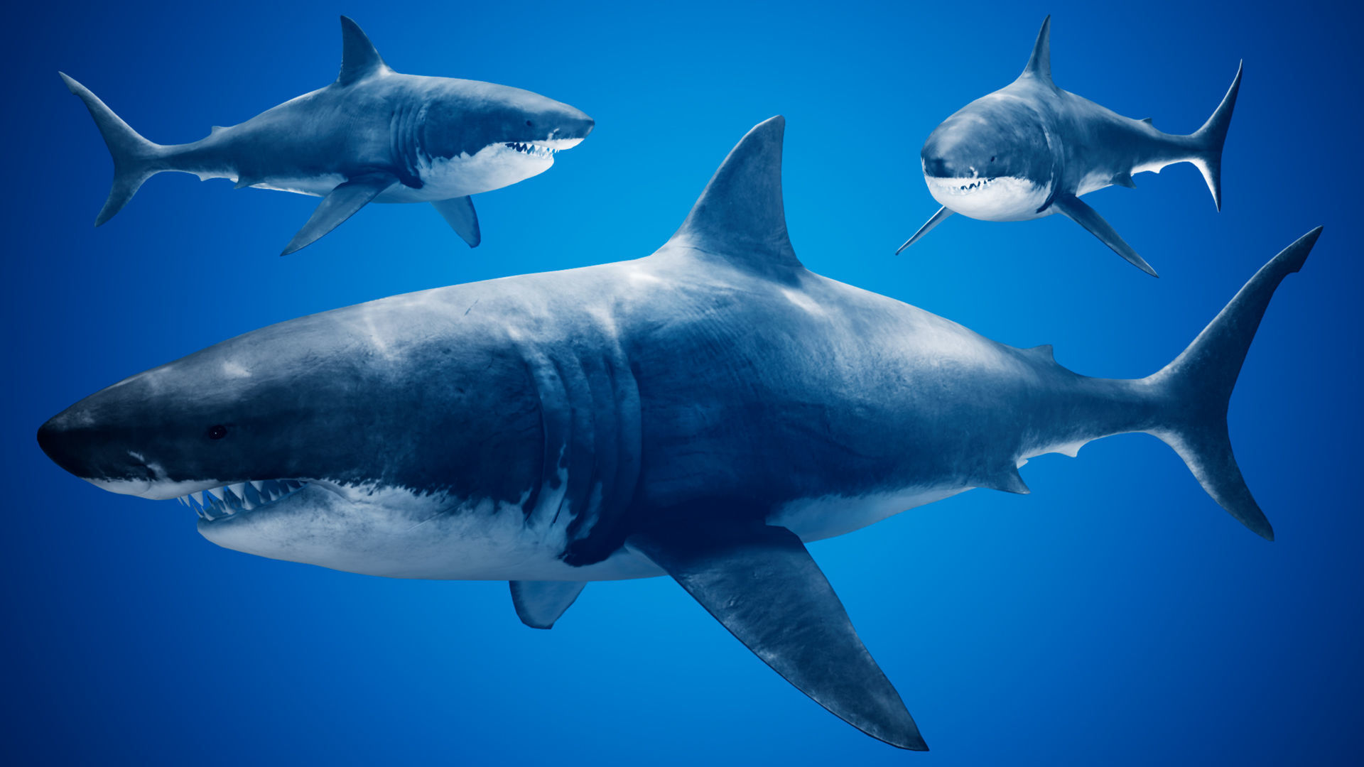 Great White Shark UE4 Low-poly 3D model_2