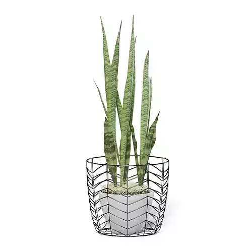 Snake Plant 3D Model in White Pot 3D model