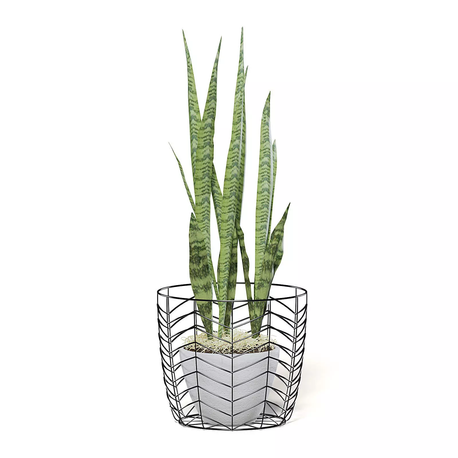 Snake Plant 3D Model in White Pot 3D model_0