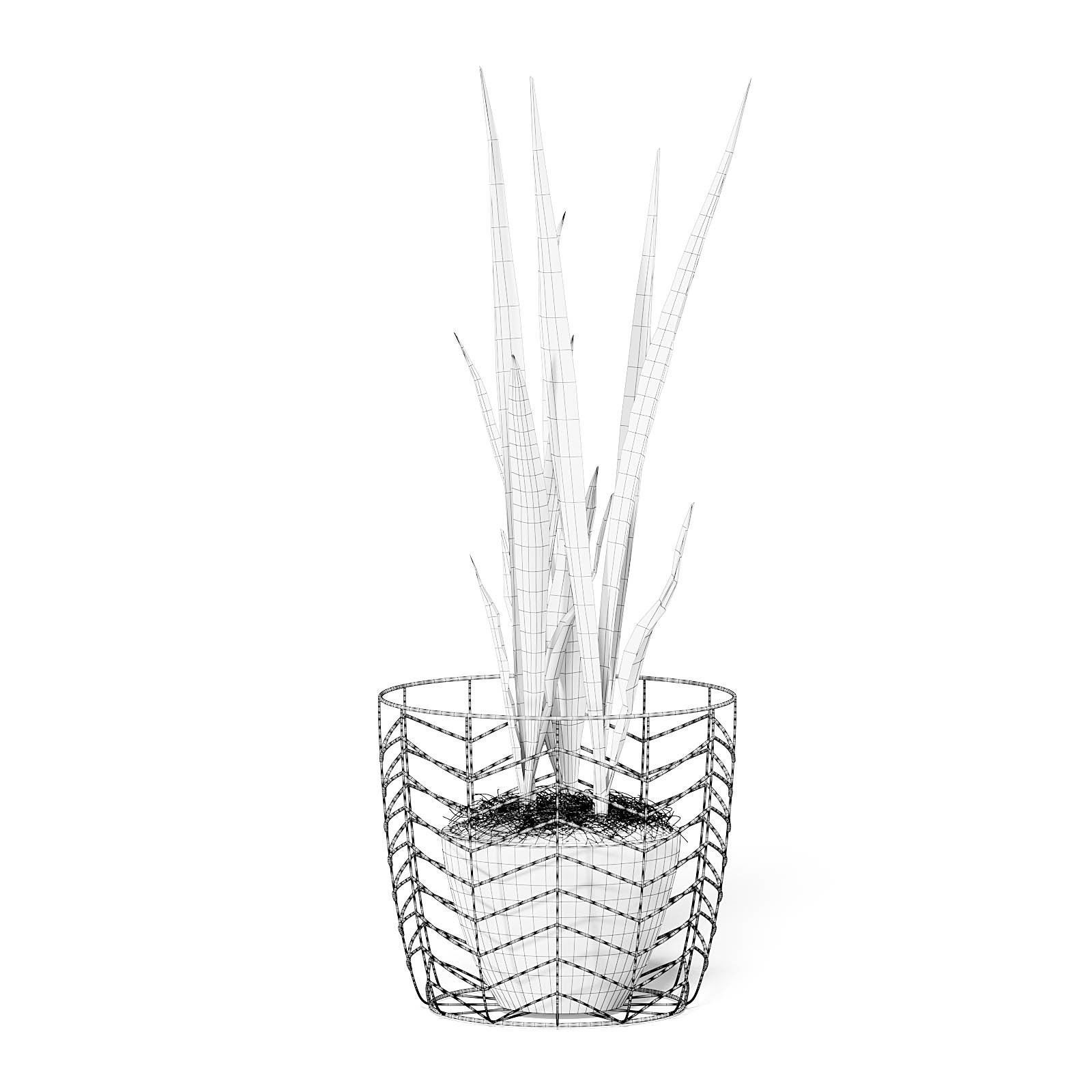 Snake Plant 3D Model in White Pot 3D model_6