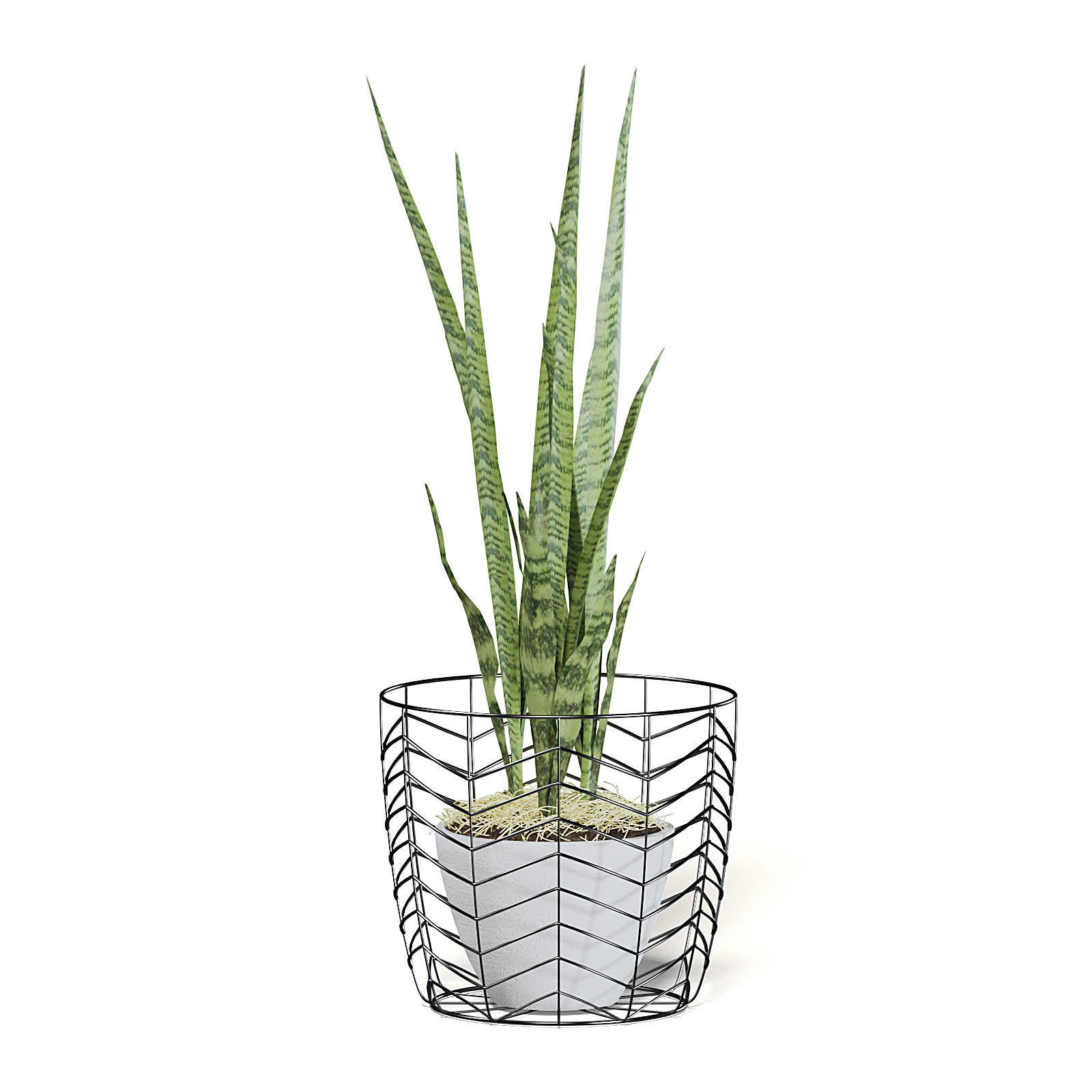 Snake Plant 3D Model in White Pot 3D model_3