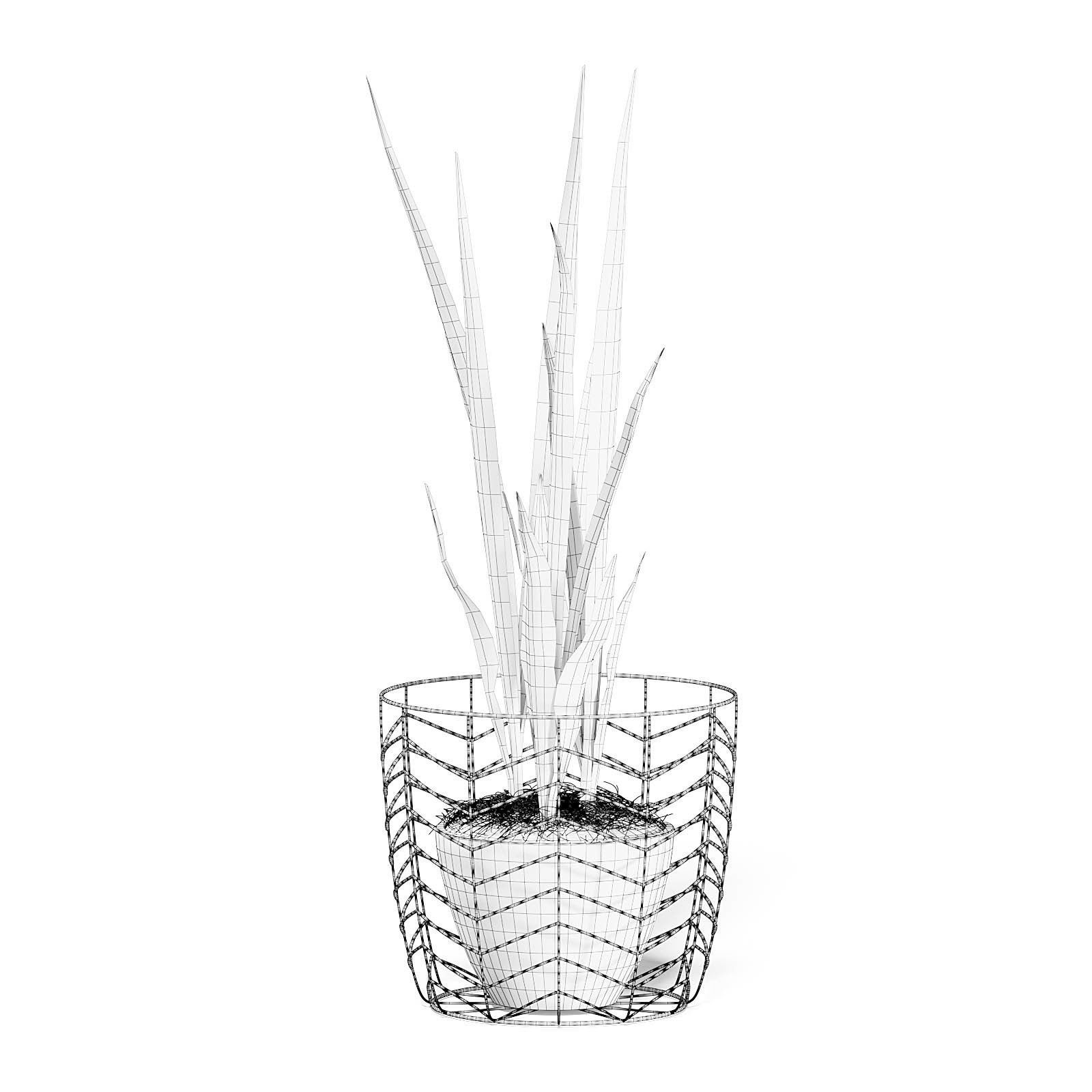 Snake Plant 3D Model in White Pot 3D model_2