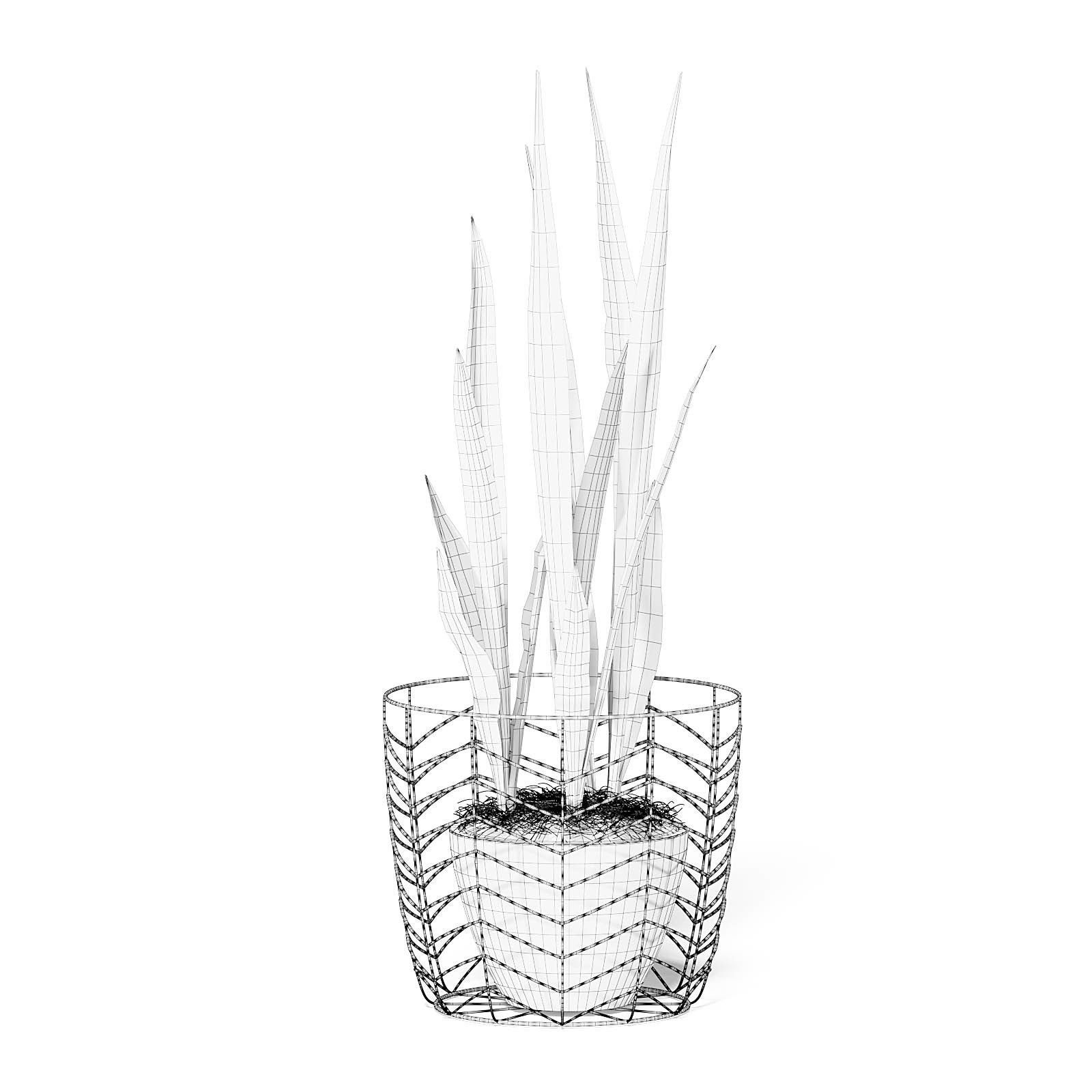 Snake Plant 3D Model in White Pot 3D model_4