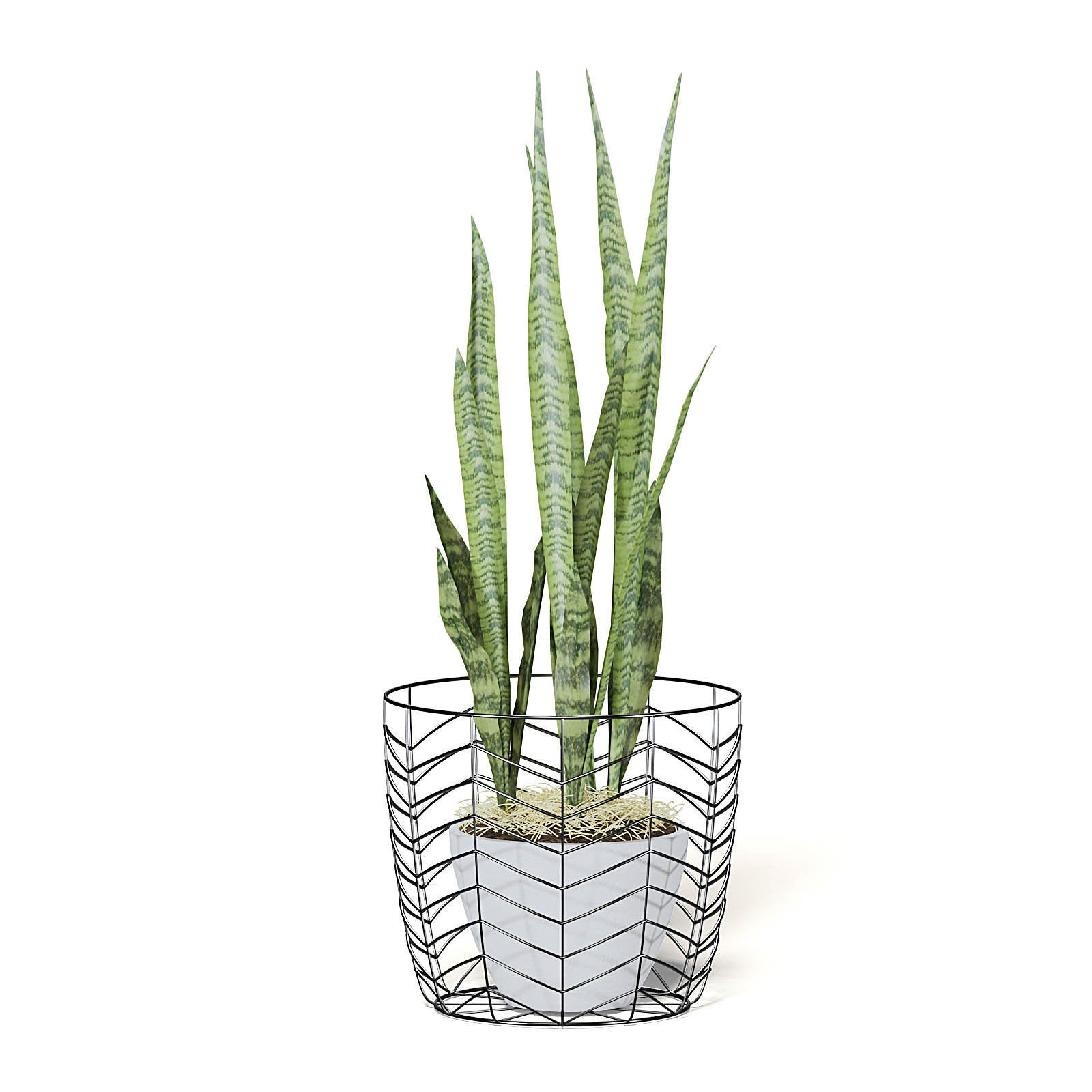 Snake Plant 3D Model in White Pot 3D model_5