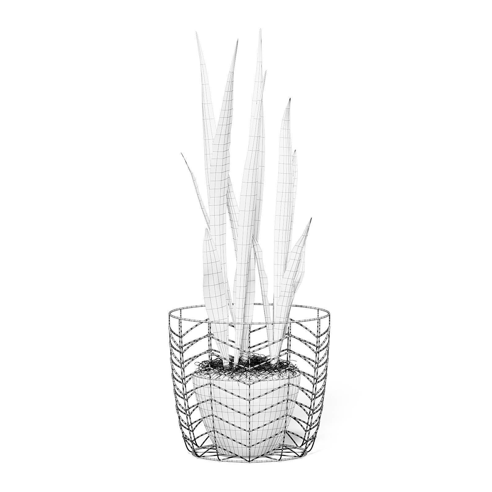 Snake Plant 3D Model in White Pot 3D model_1