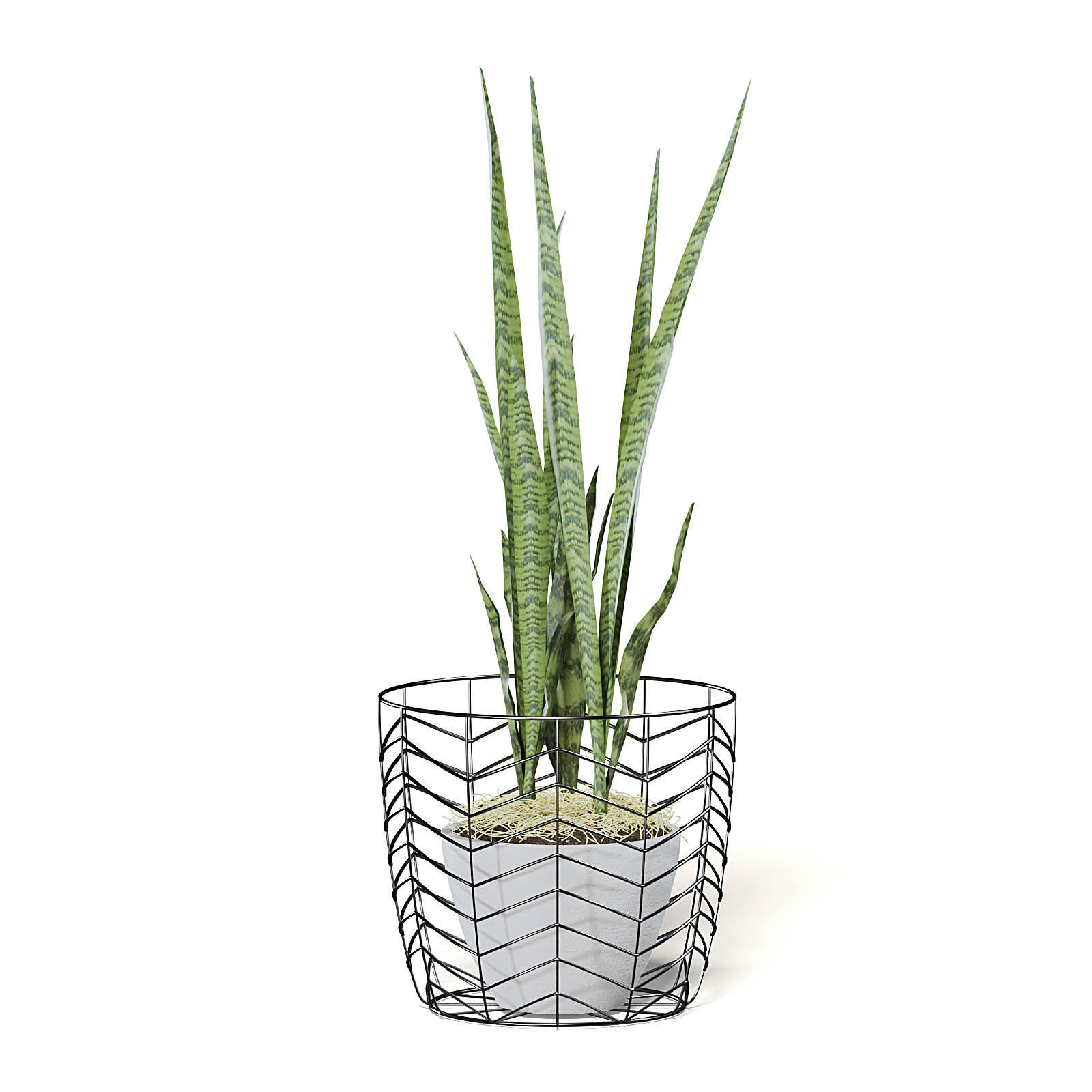 Snake Plant 3D Model in White Pot 3D model_7