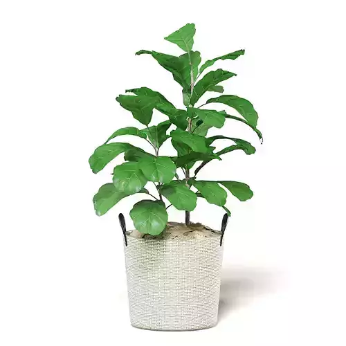 Fig Plant 3D Model in Wicker Basket 3D model