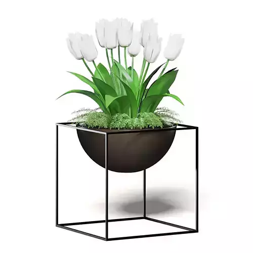 White Tulips 3D Model 3D model
