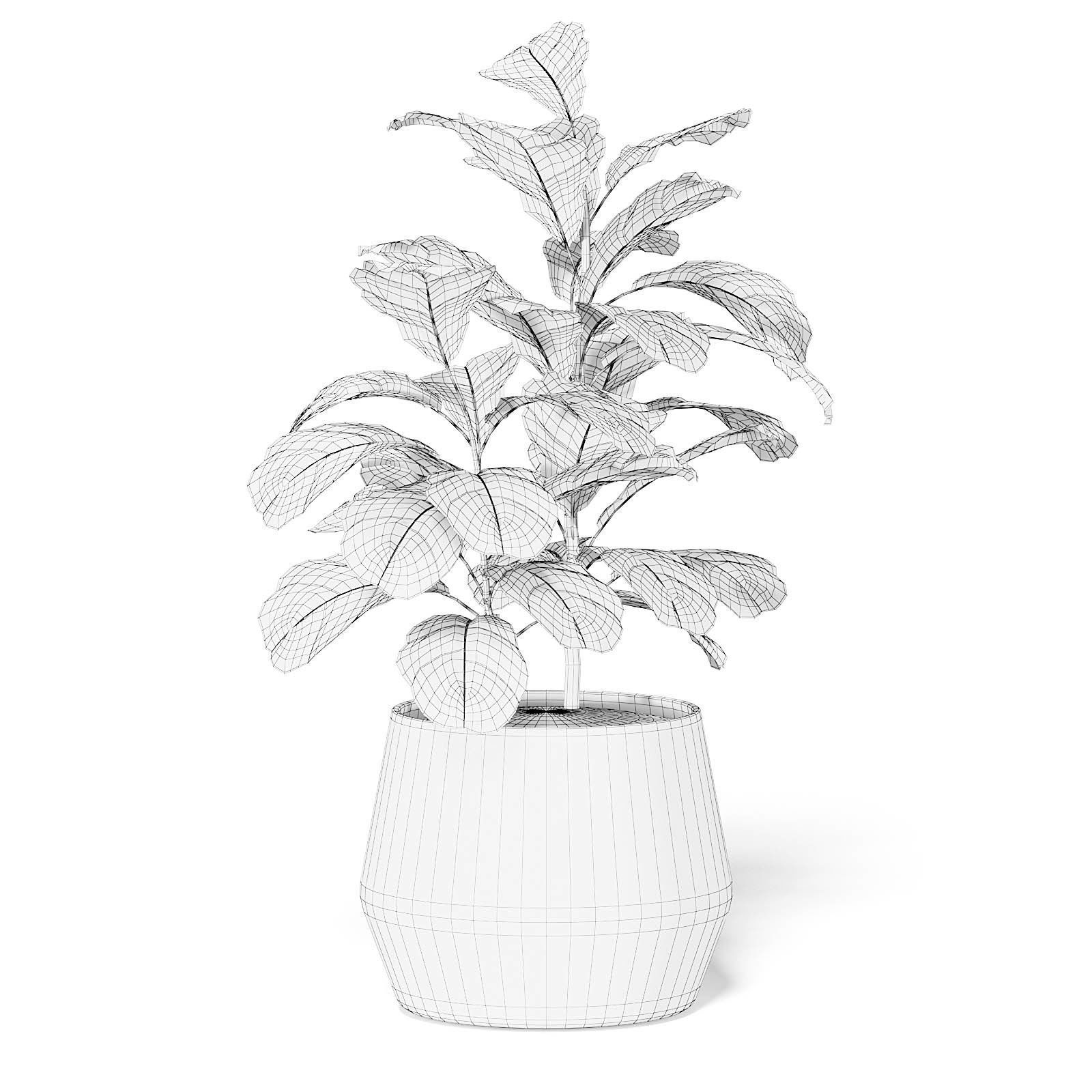 Fig Plant 3D Model in Wicker Basket 3D model_4