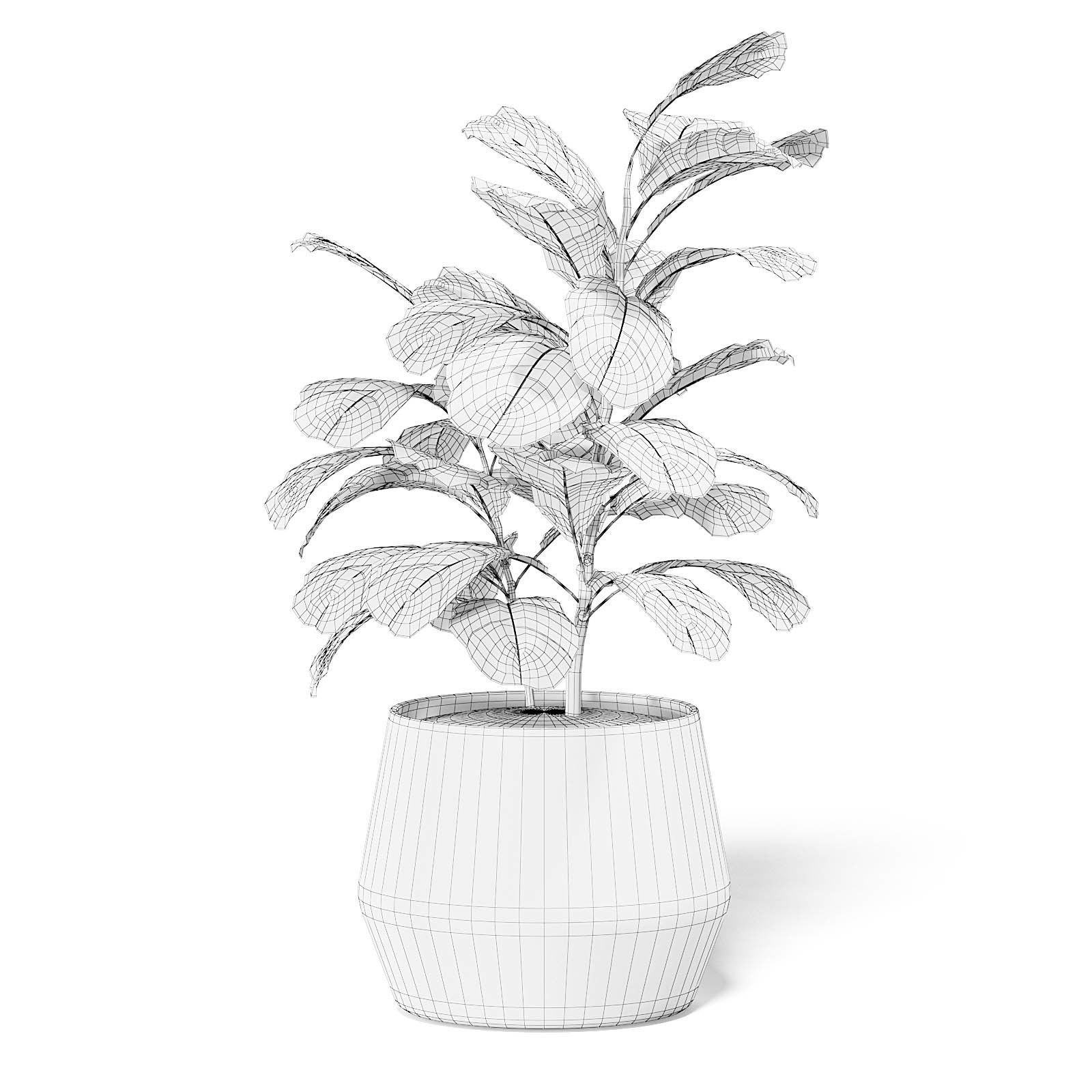Fig Plant 3D Model in Wicker Basket 3D model_6