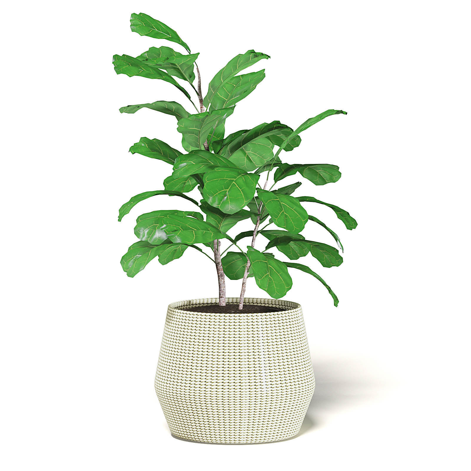Fig Plant 3D Model in Wicker Basket 3D model_3