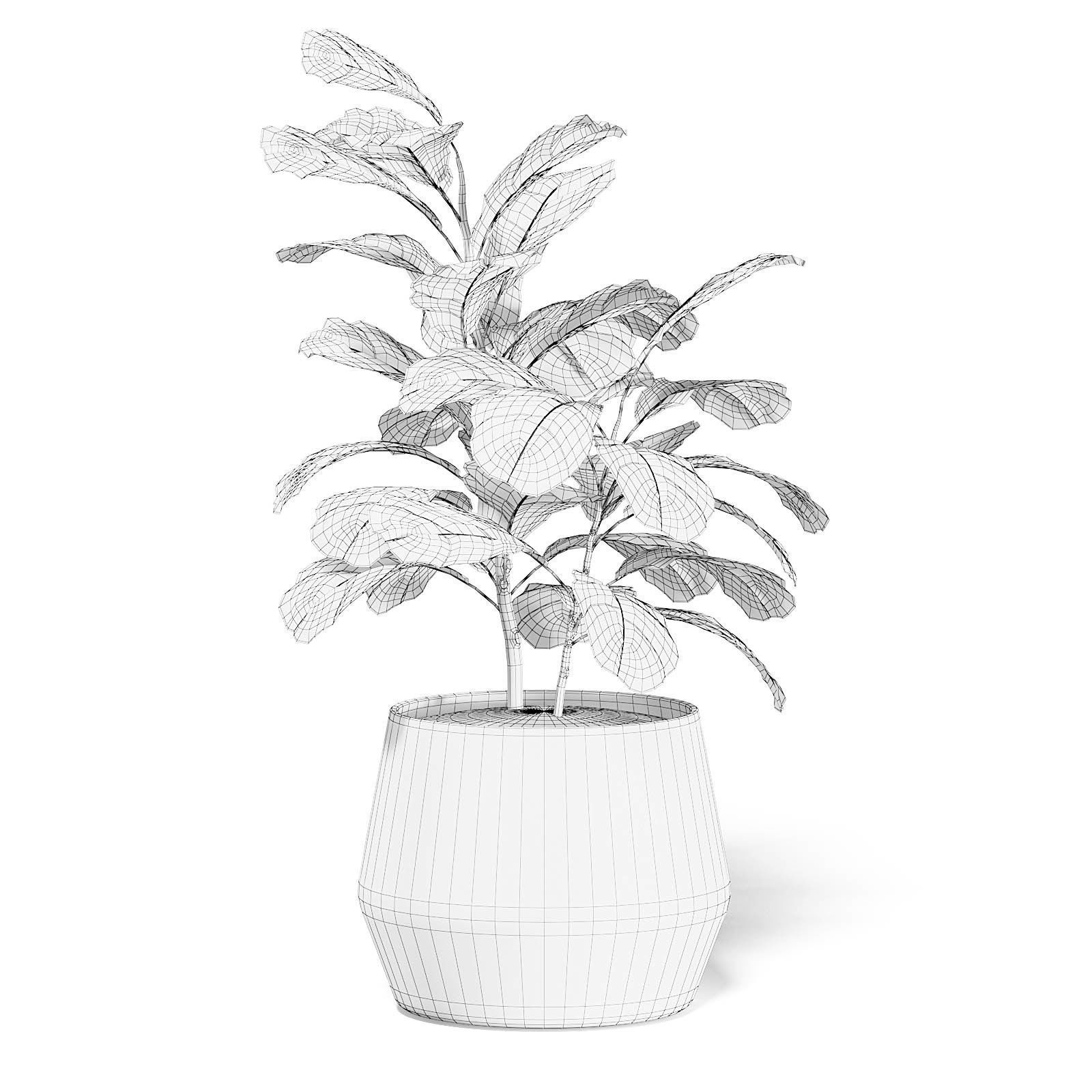 Fig Plant 3D Model in Wicker Basket 3D model_2