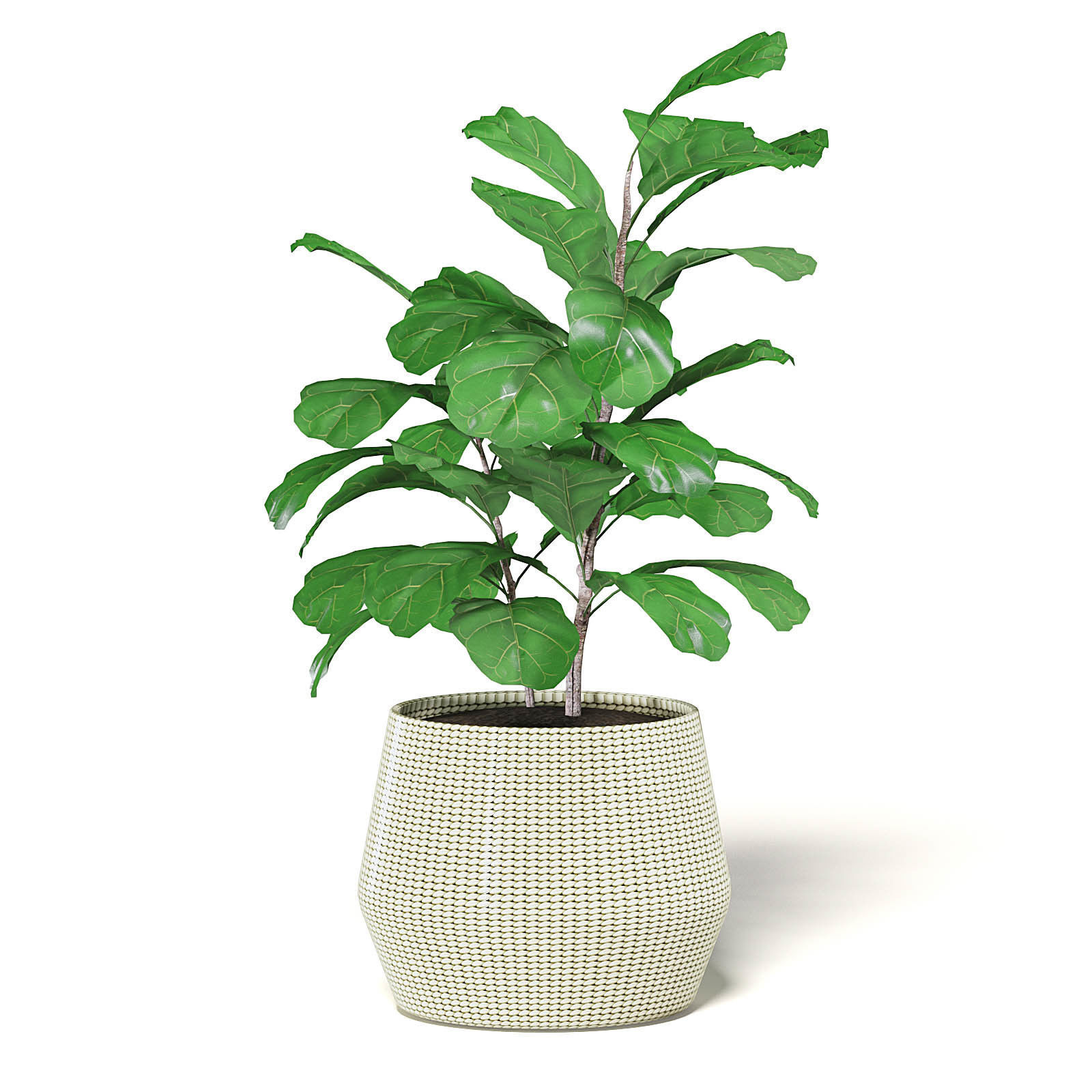 Fig Plant 3D Model in Wicker Basket 3D model_7