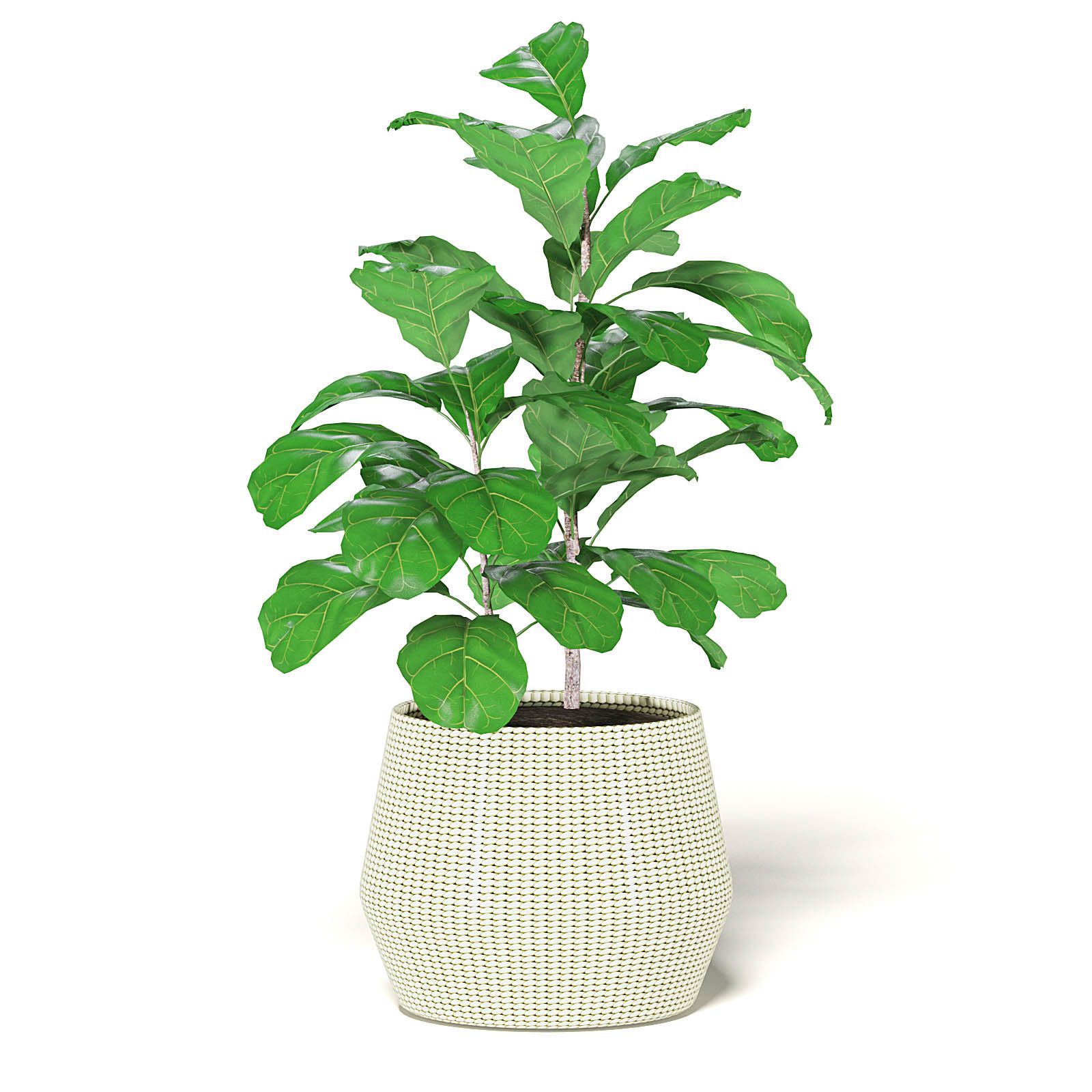 Fig Plant 3D Model in Wicker Basket 3D model_5