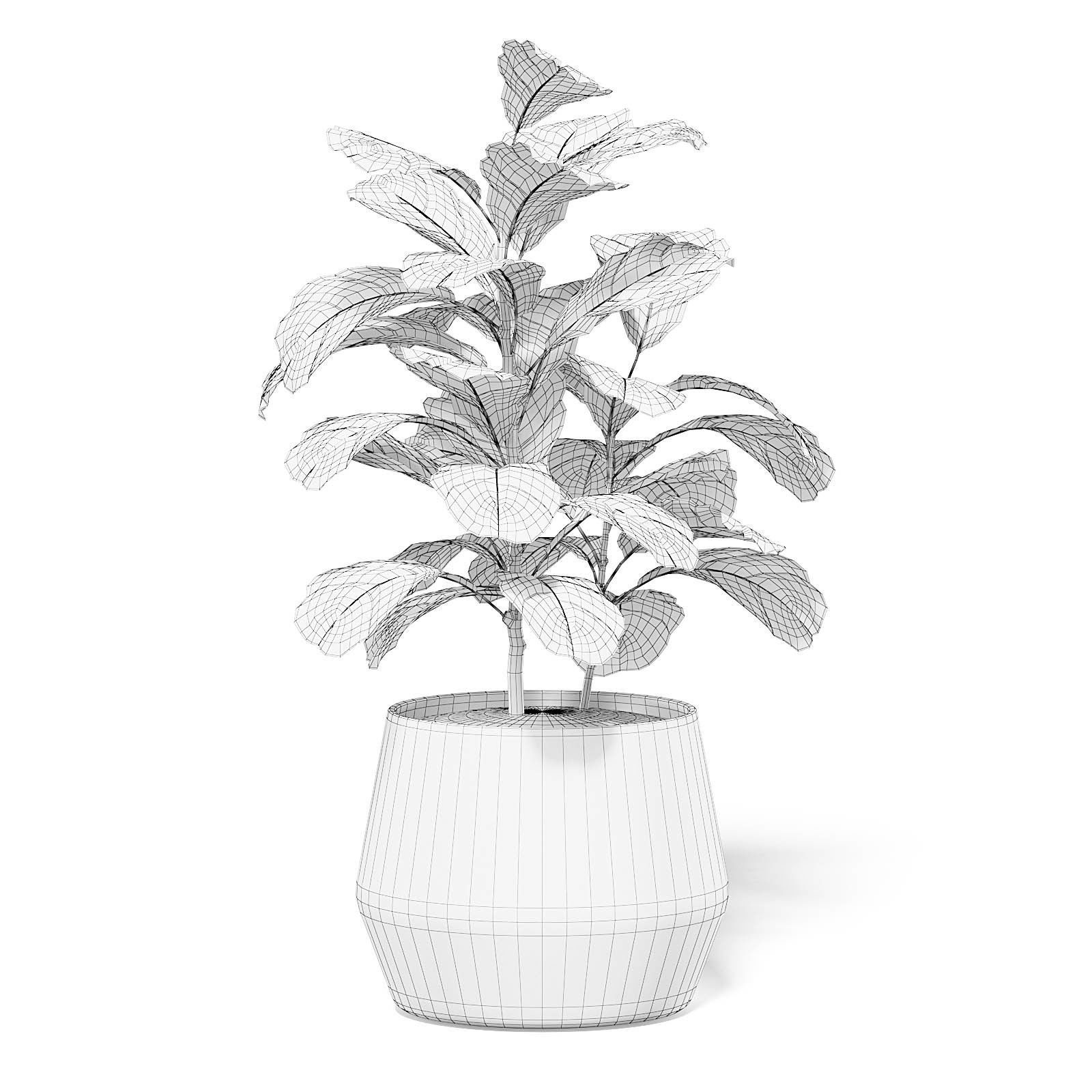 Fig Plant 3D Model in Wicker Basket 3D model_1