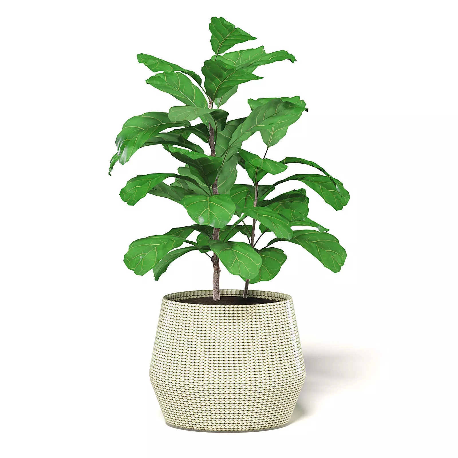Fig Plant 3D Model in Wicker Basket 3D model_0
