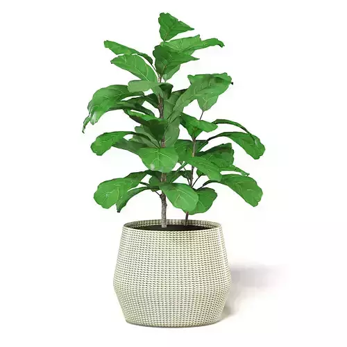 Fig Plant 3D Model in Wicker Basket