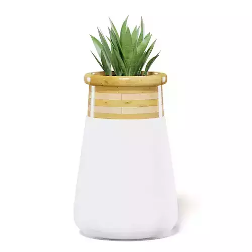 Plant 3D Model in Large Modern Pot