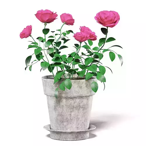 Pink Roses 3D Model in Ceramic Pot