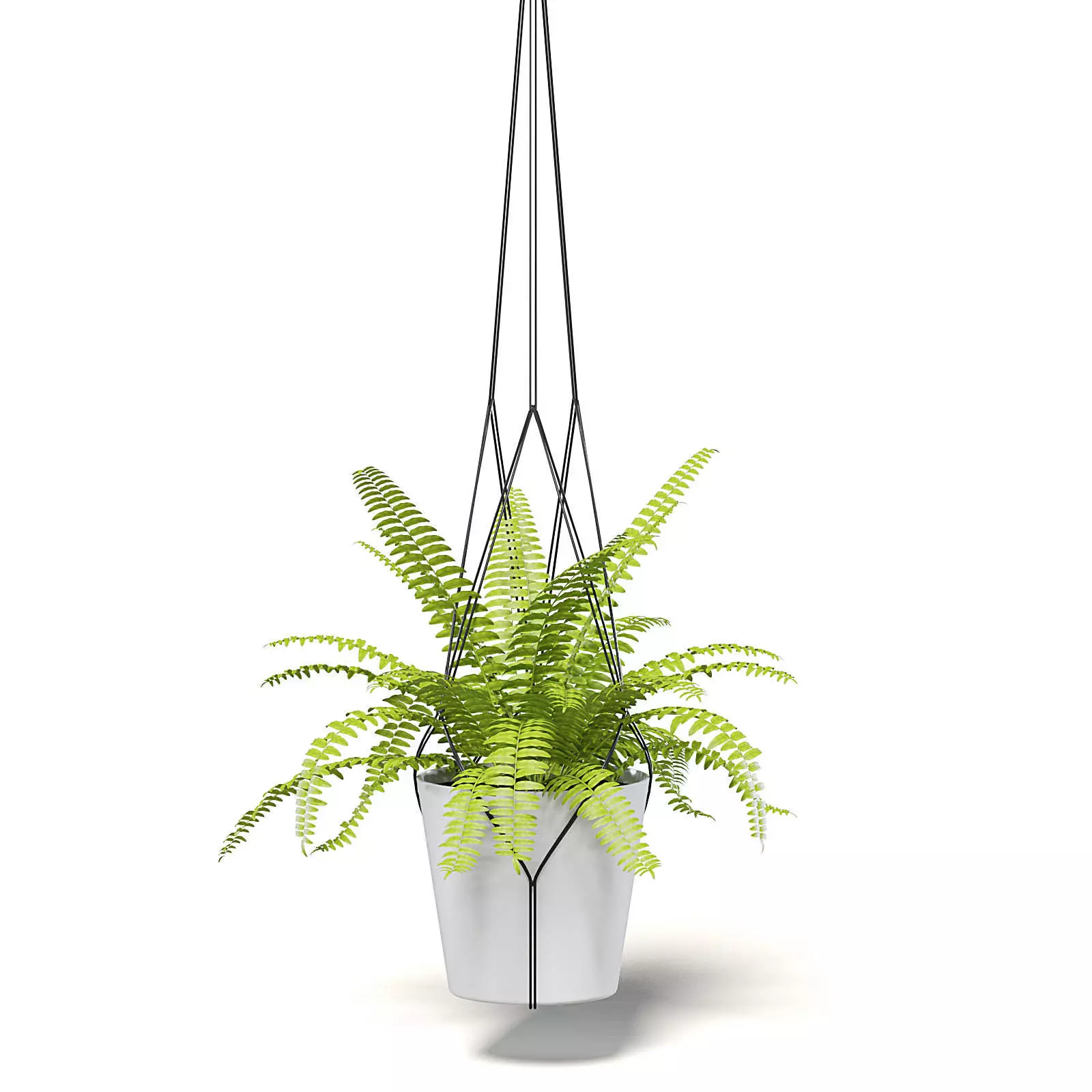 Fern 3D Model in Hanging Pot 3D model_0