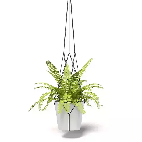 Fern 3D Model in Hanging Pot