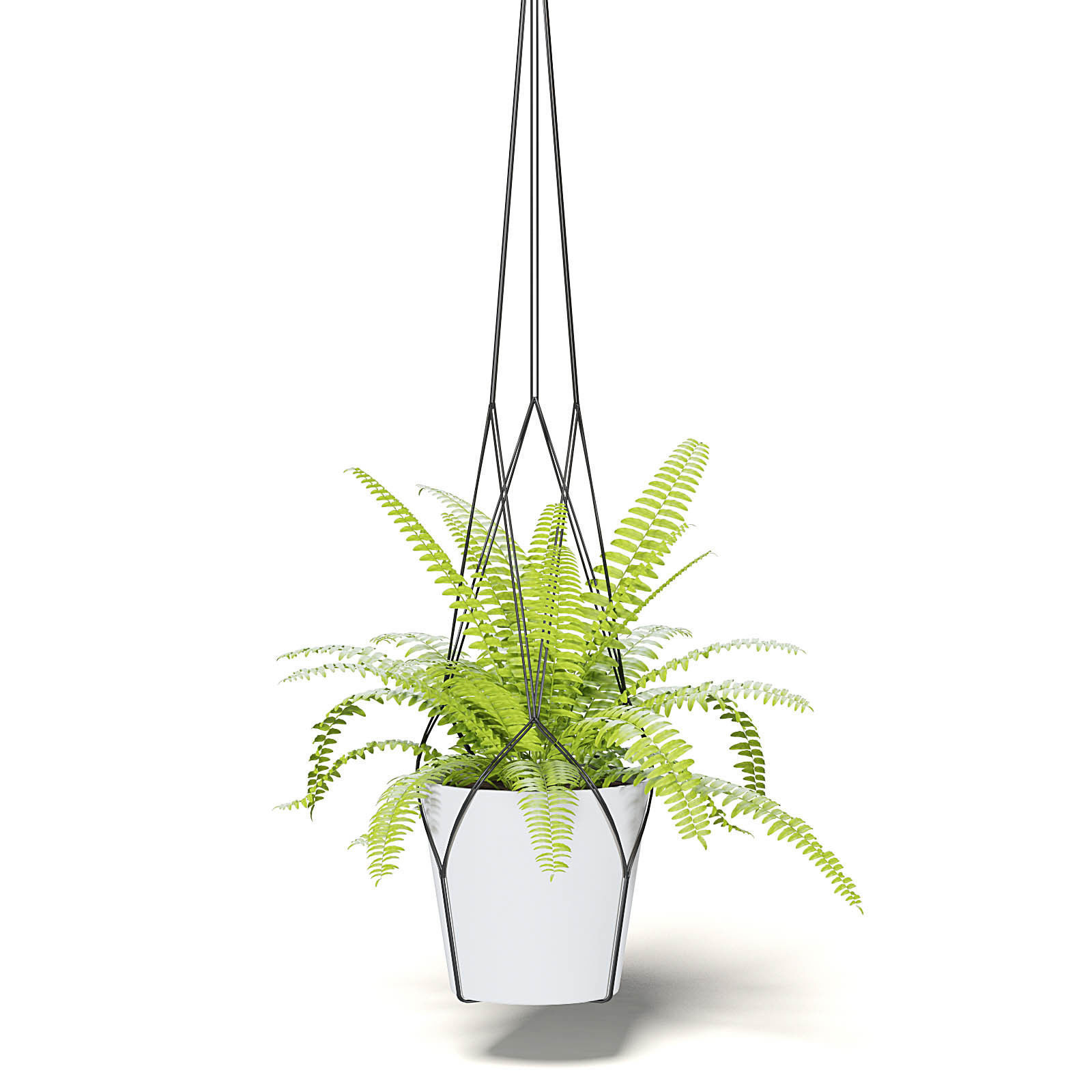 Fern 3D Model in Hanging Pot 3D model_5