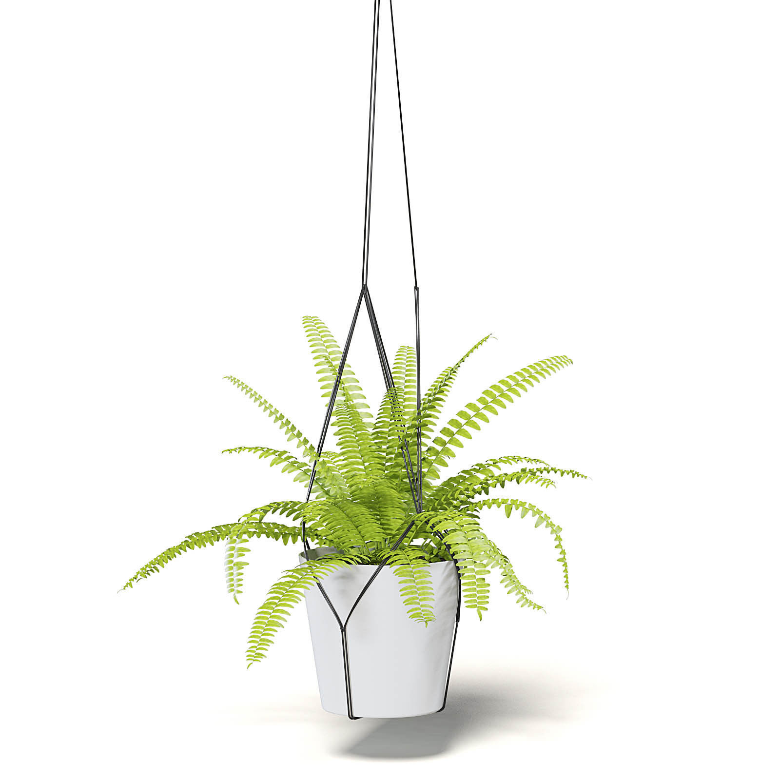 Fern 3D Model in Hanging Pot 3D model_7