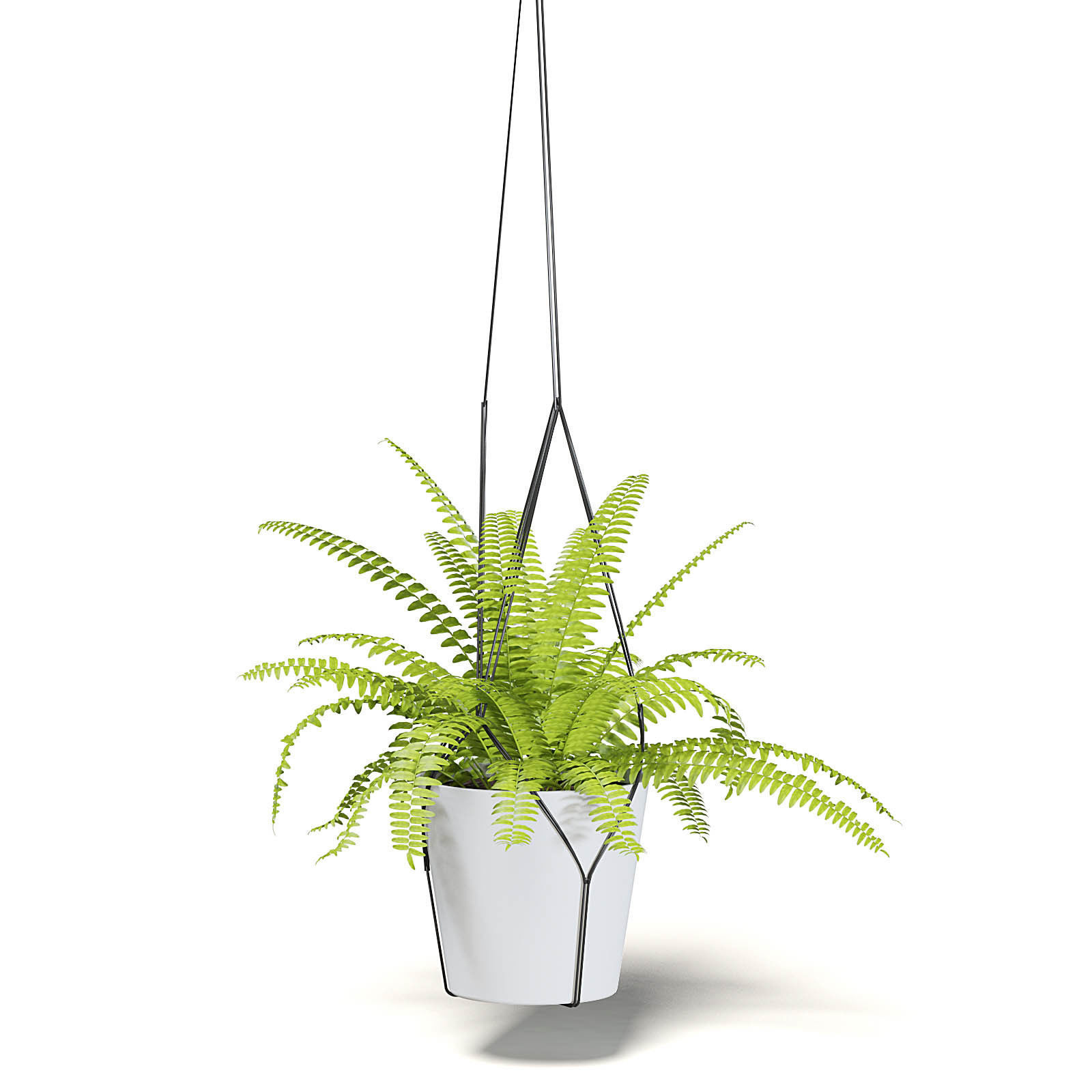 Fern 3D Model in Hanging Pot 3D model_3