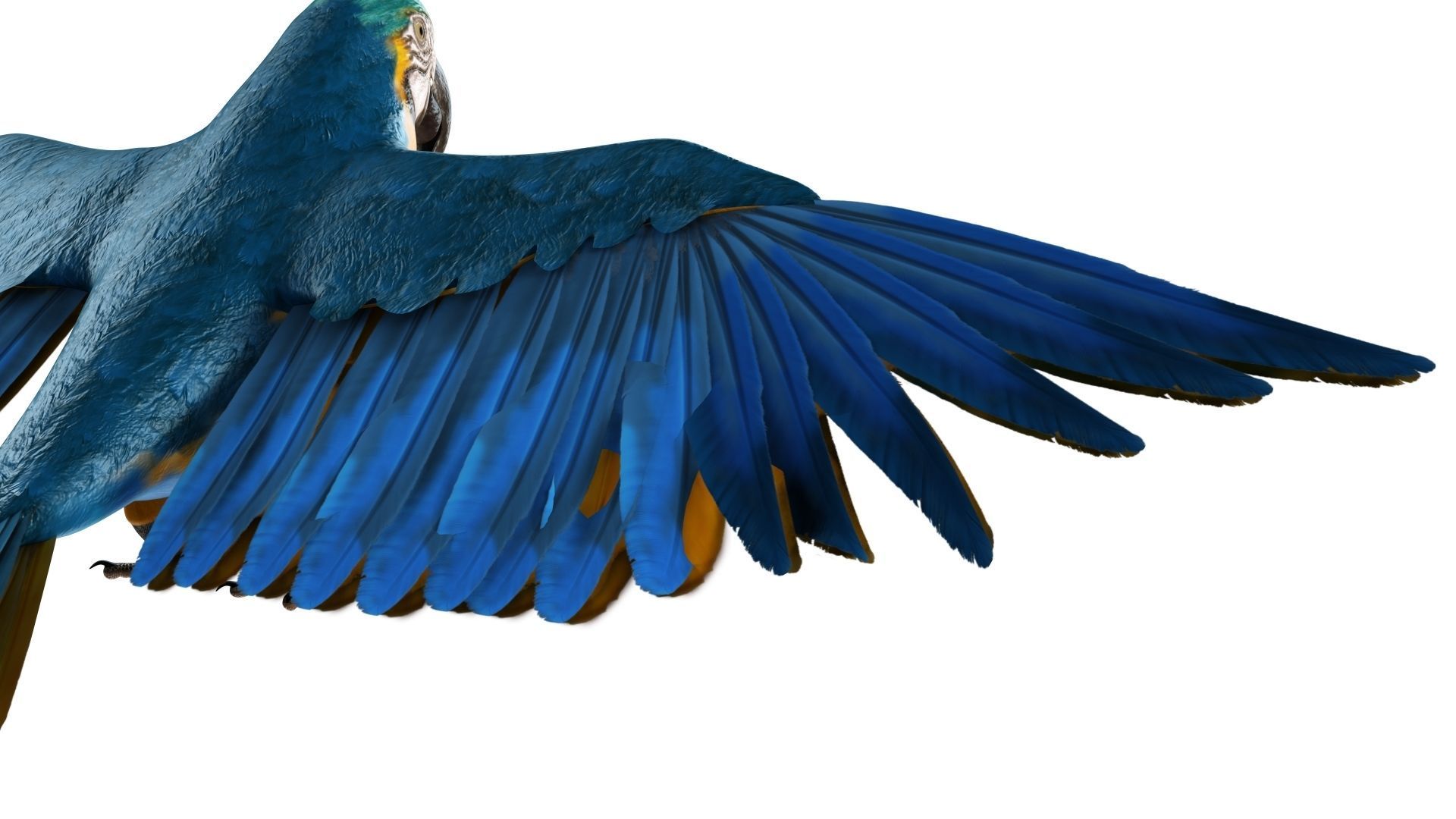 Gold Macaw 3D model_18