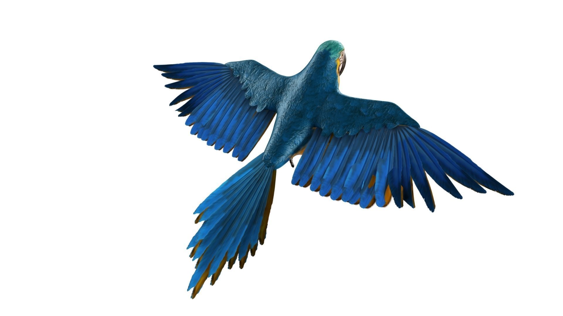 Gold Macaw 3D model_23